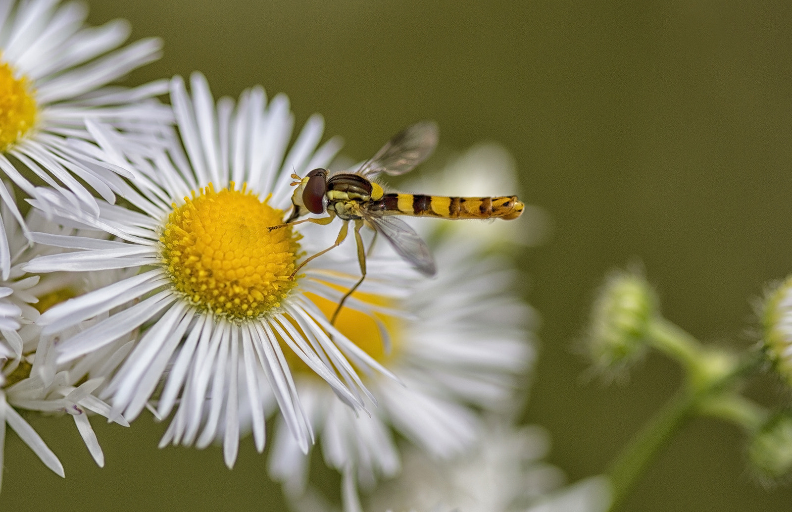 Canon EF 100mm F2.8 Macro USM sample photo. Working... photography