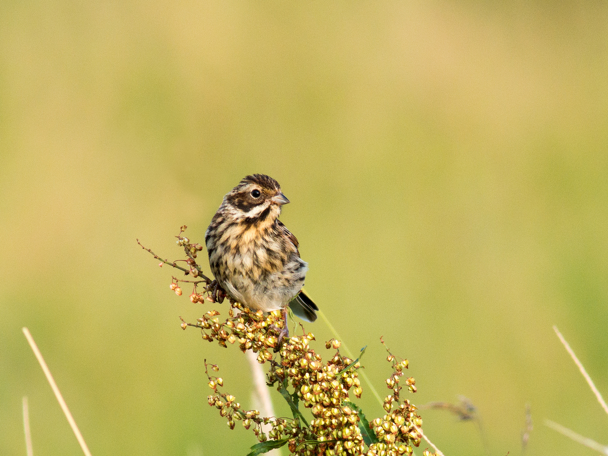Olympus OM-D E-M1 sample photo. Reed bunting photography