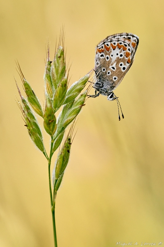 Sony ILCA-77M2 + 150mm F2.8 sample photo. Polyommatus icarus photography