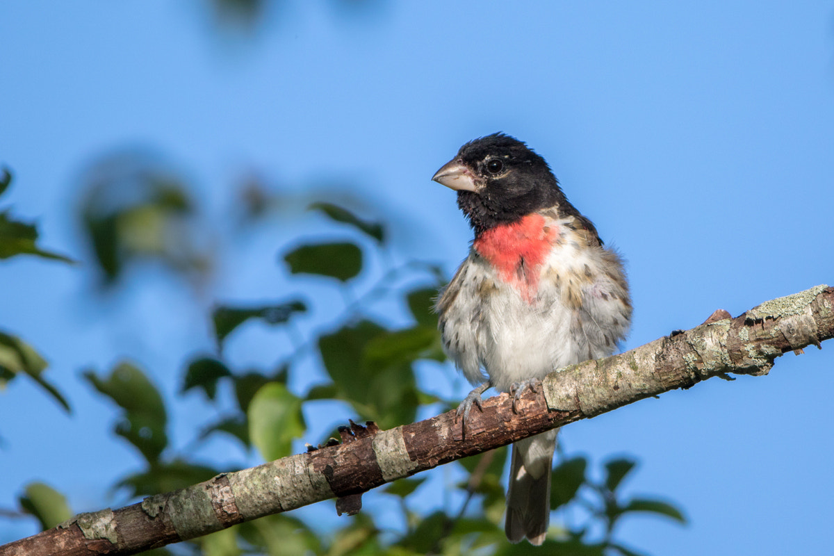 Canon EOS 7D Mark II + Canon EF 200-400mm F4L IS USM Extender 1.4x sample photo. Rose-breasted grosbeak photography
