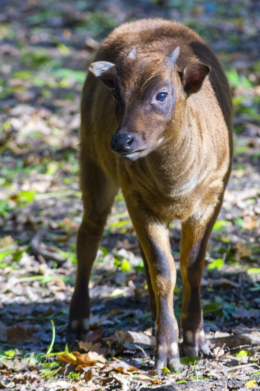 Canon EF 70-300mm F4-5.6 IS USM sample photo. Lowland anoa calf photography