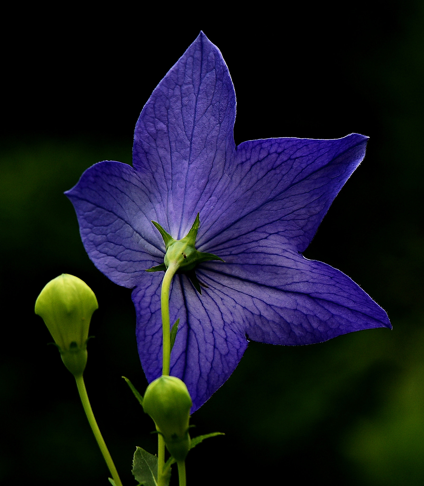 Tamron SP 70-200mm F2.8 Di VC USD sample photo. Blue bellflower photography