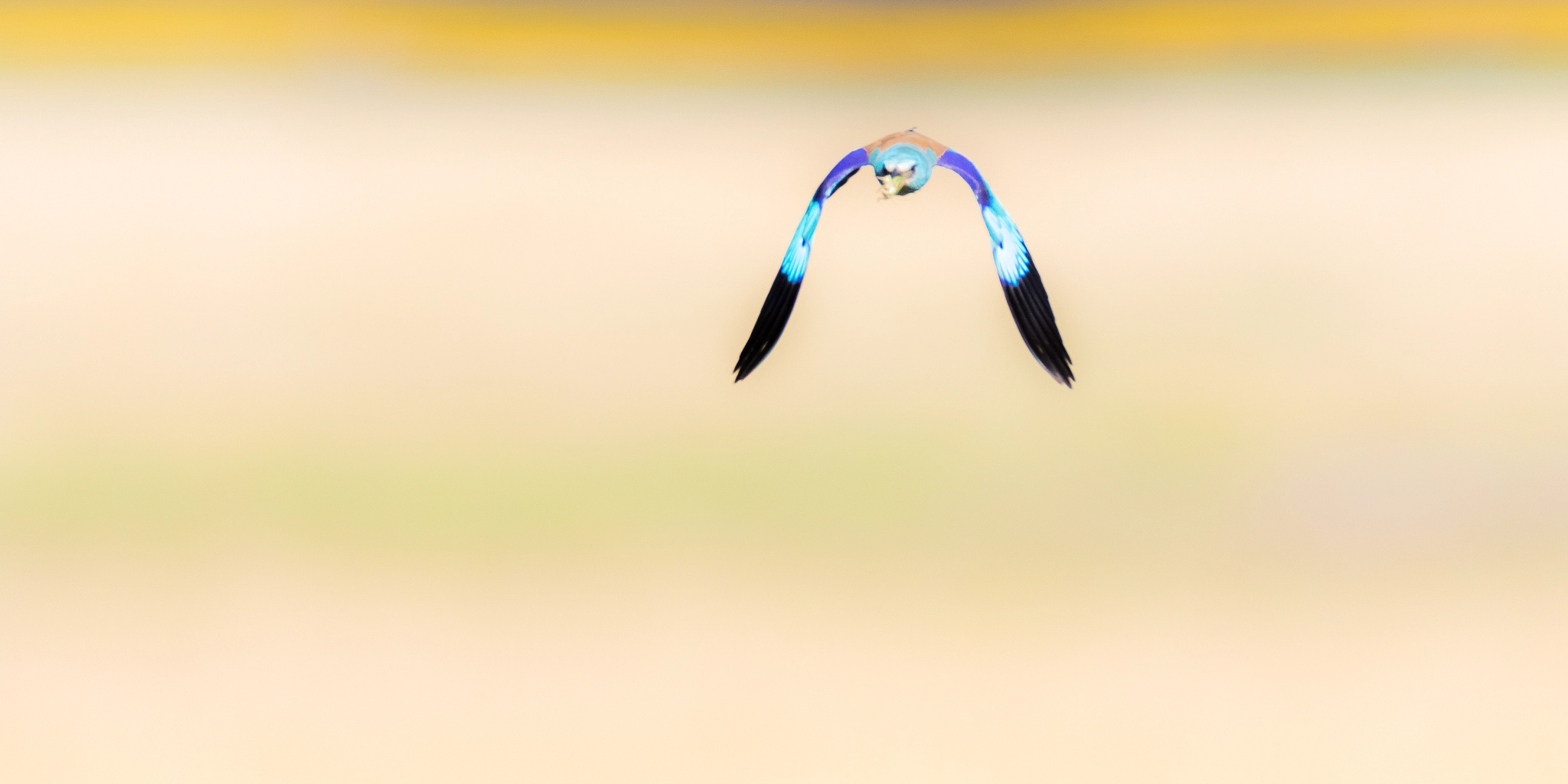 Canon EF 600mm f/4L IS sample photo. Only colors not more ... photography