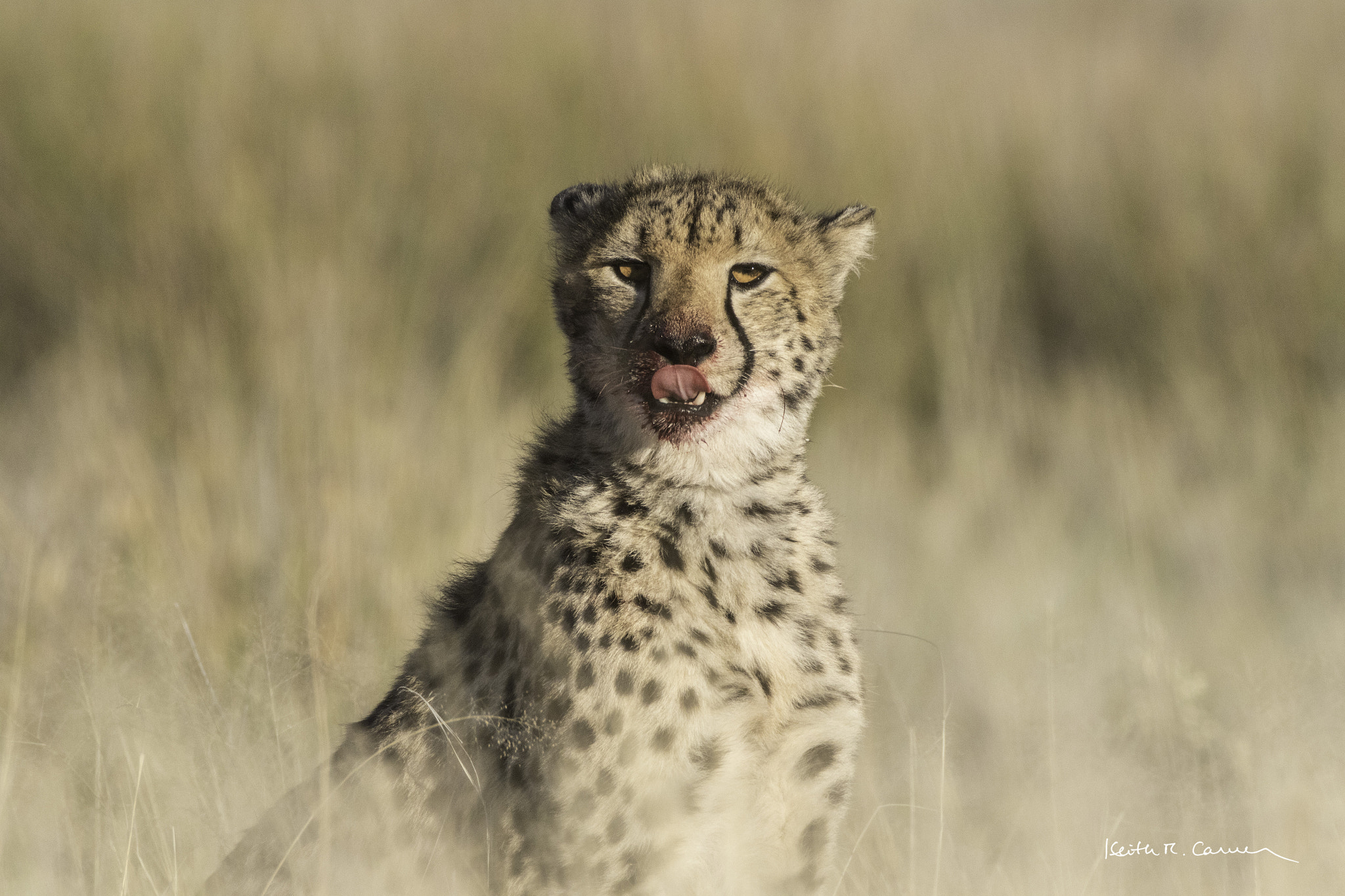 Canon EF 500mm F4L IS USM sample photo. Cheetah licking chops photography