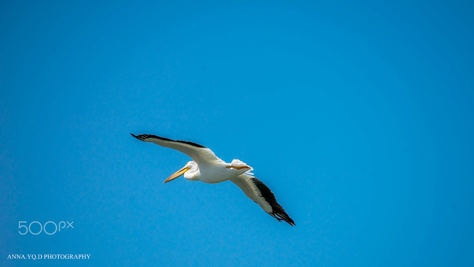 Sony a7 + Tamron SP 150-600mm F5-6.3 Di VC USD sample photo. Pelicans photography