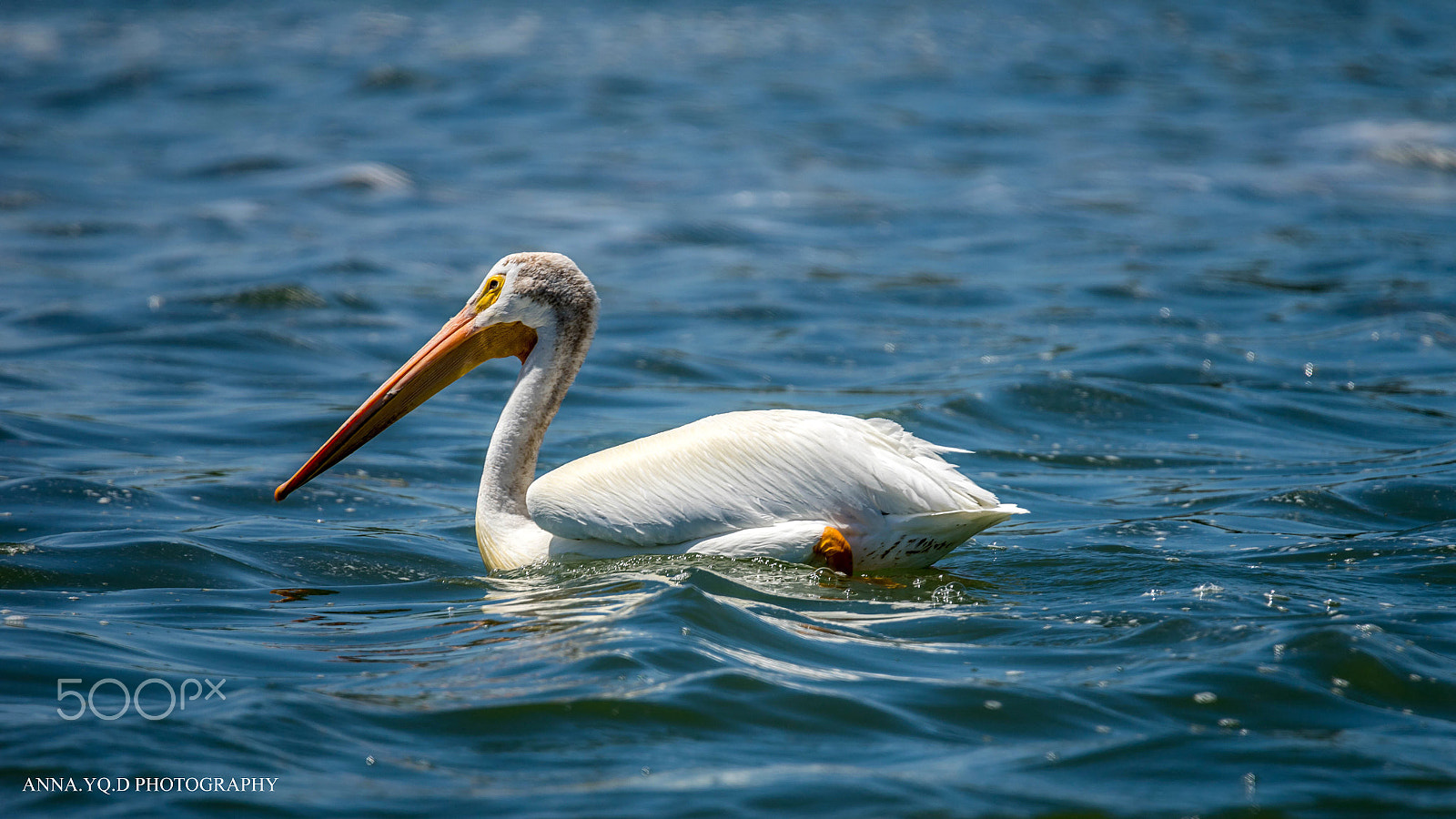 Sony a7 + Tamron SP 150-600mm F5-6.3 Di VC USD sample photo. Pelicans photography