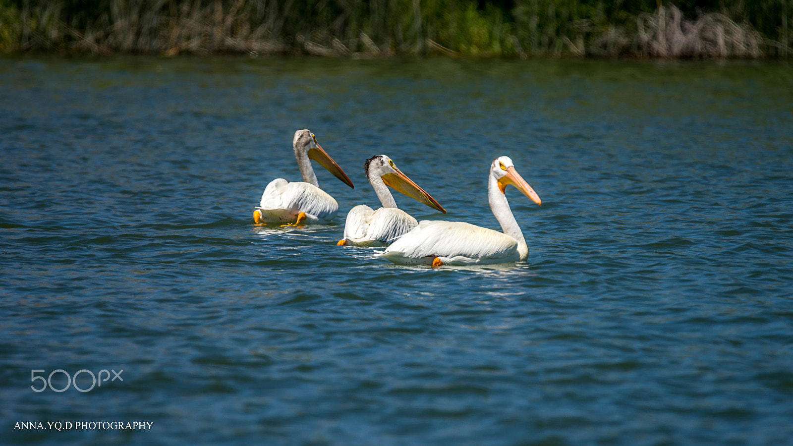 Sony a7 + Tamron SP 150-600mm F5-6.3 Di VC USD sample photo. Pelicans photography