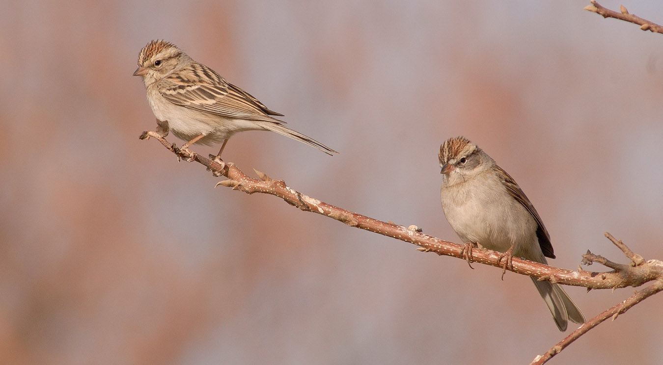 Nikon AF-Nikkor 80-200mm F2.8D ED sample photo. Gorriones ceja blanca. photography
