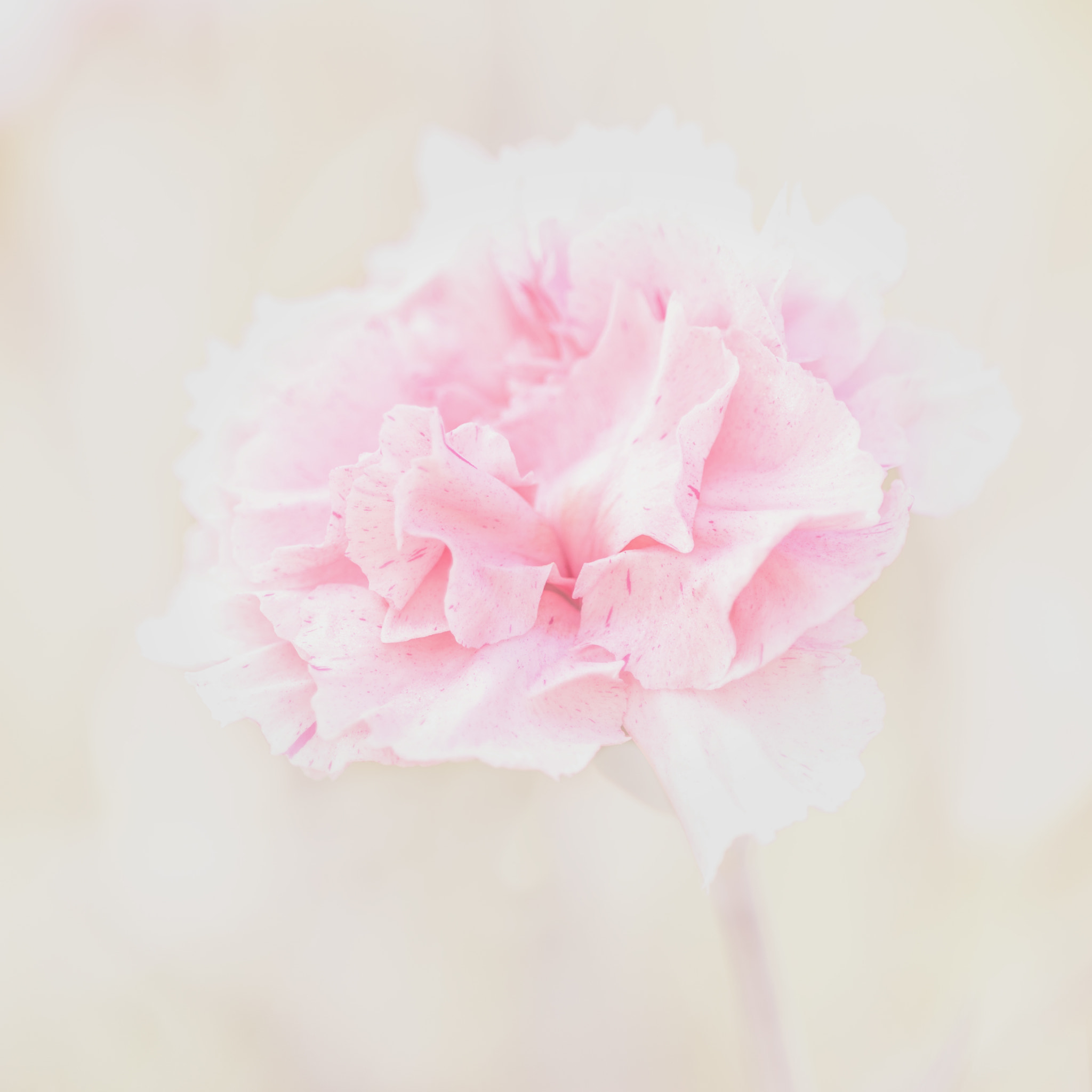 Nikon D810 + Nikon AF Micro-Nikkor 200mm F4D ED-IF sample photo. Carnation photography