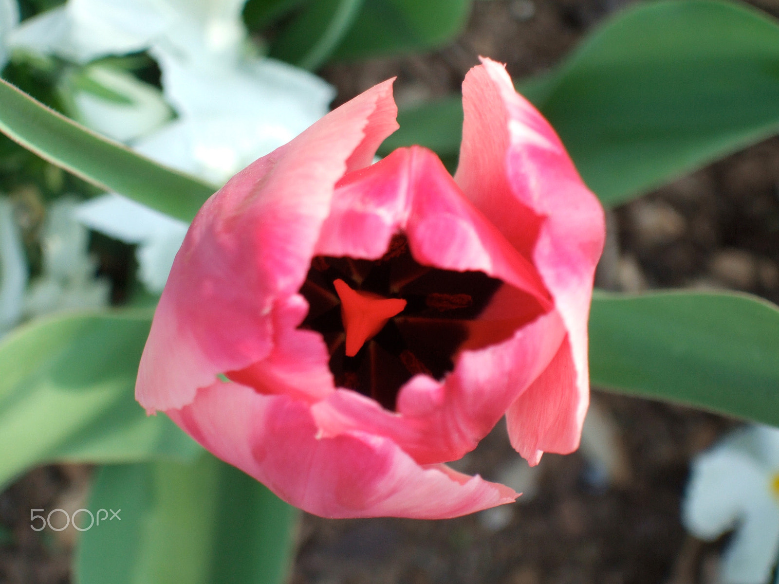 Fujifilm FinePix F10 sample photo. Pink beauty photography