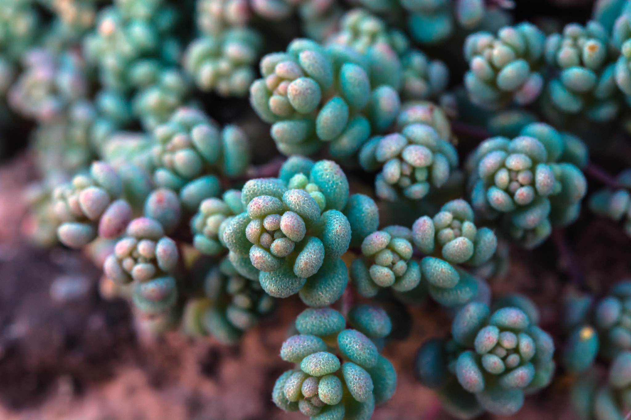 Nikon D7100 + AF Micro-Nikkor 60mm f/2.8 sample photo. A crop of stone. photography