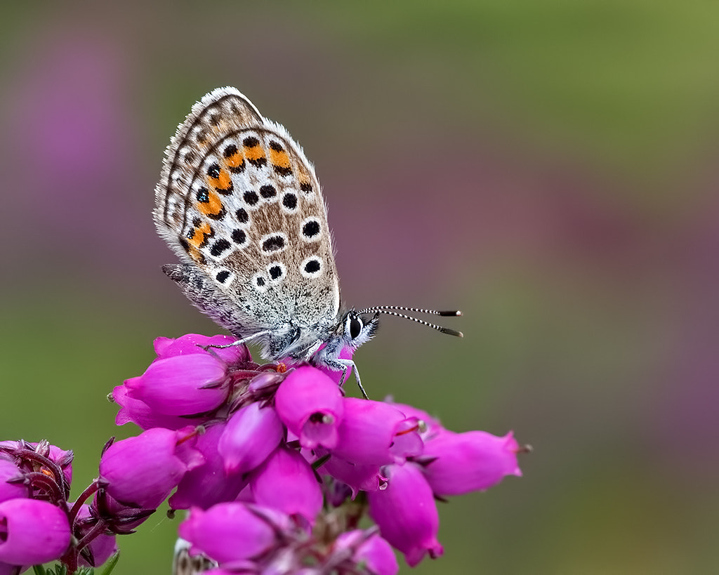 Tamron SP AF 90mm F2.8 Di Macro sample photo. Silver-studded blue butterfly (plebejus argus) photography