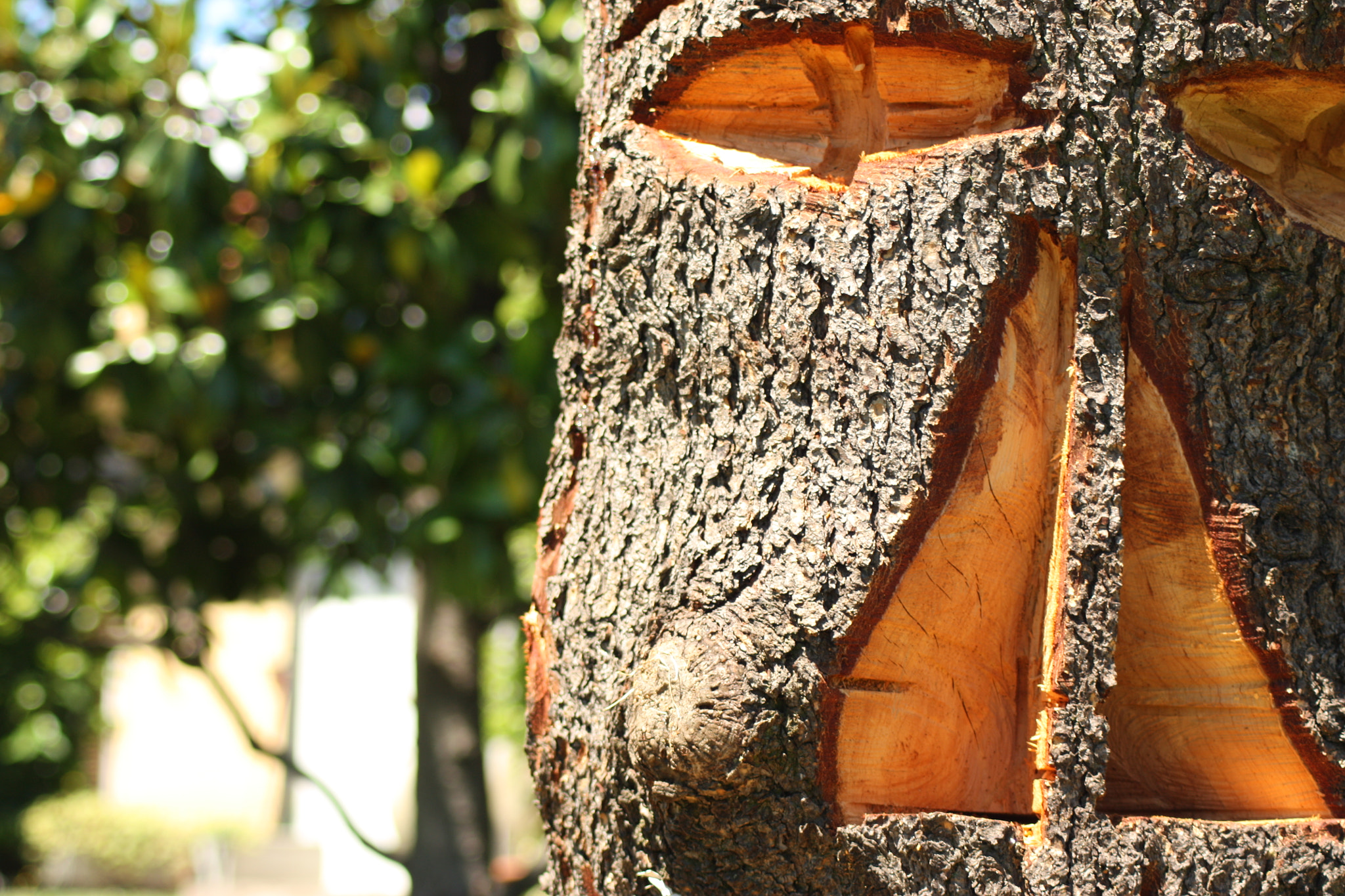 Canon EOS 450D (EOS Rebel XSi / EOS Kiss X2) sample photo. Woodsculpture photography