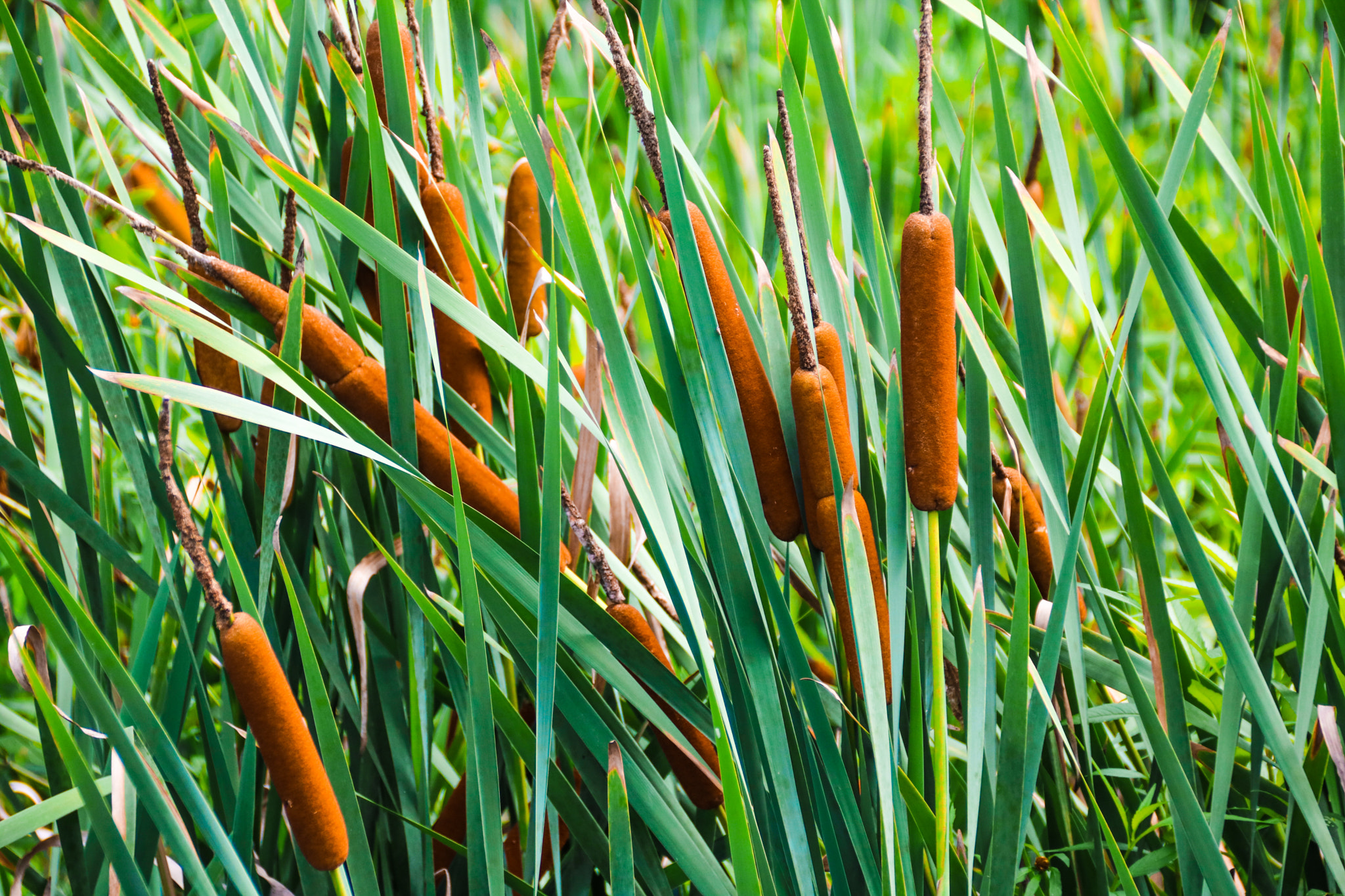 Canon EOS 760D (EOS Rebel T6s / EOS 8000D) + Canon 18-300mm sample photo. Cat tails in our pond photography