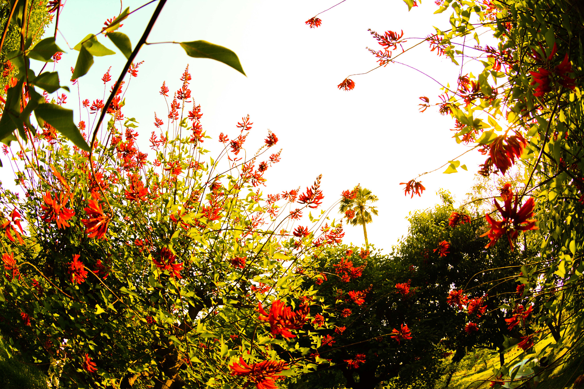 Nikon AF DX Fisheye-Nikkor 10.5mm F2.8G ED sample photo
