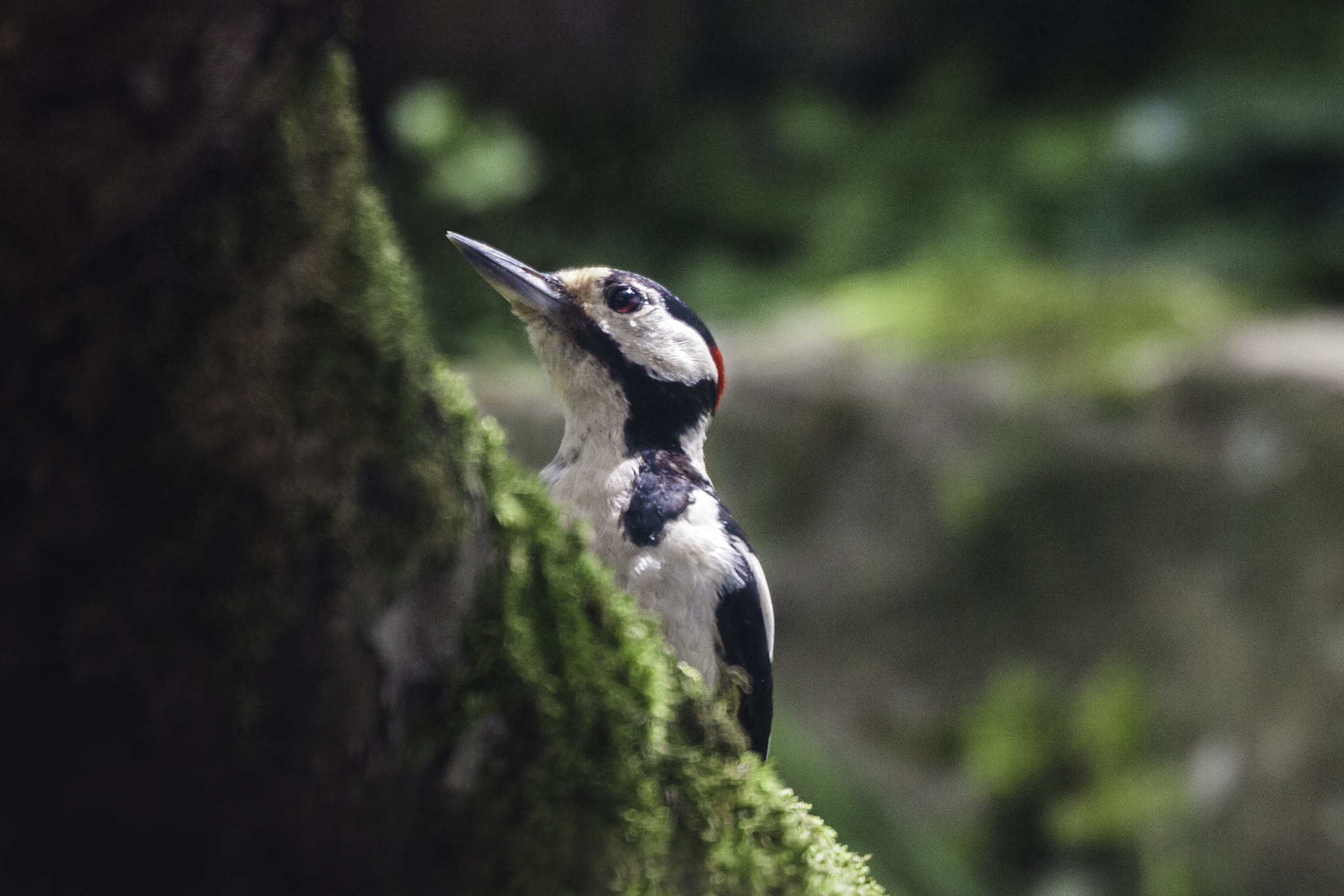 Canon EOS 40D + Canon EF 70-300mm F4.5-5.6 DO IS USM sample photo. Greater spotted woodpecker photography