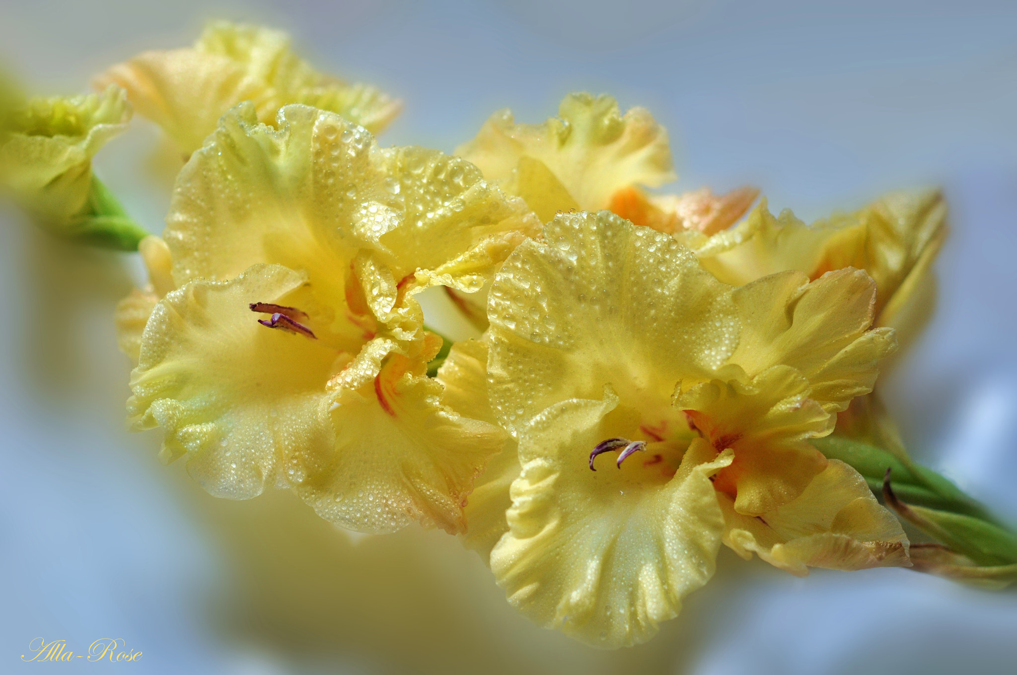 Nikon AF-S Micro-Nikkor 60mm F2.8G ED sample photo. () photography