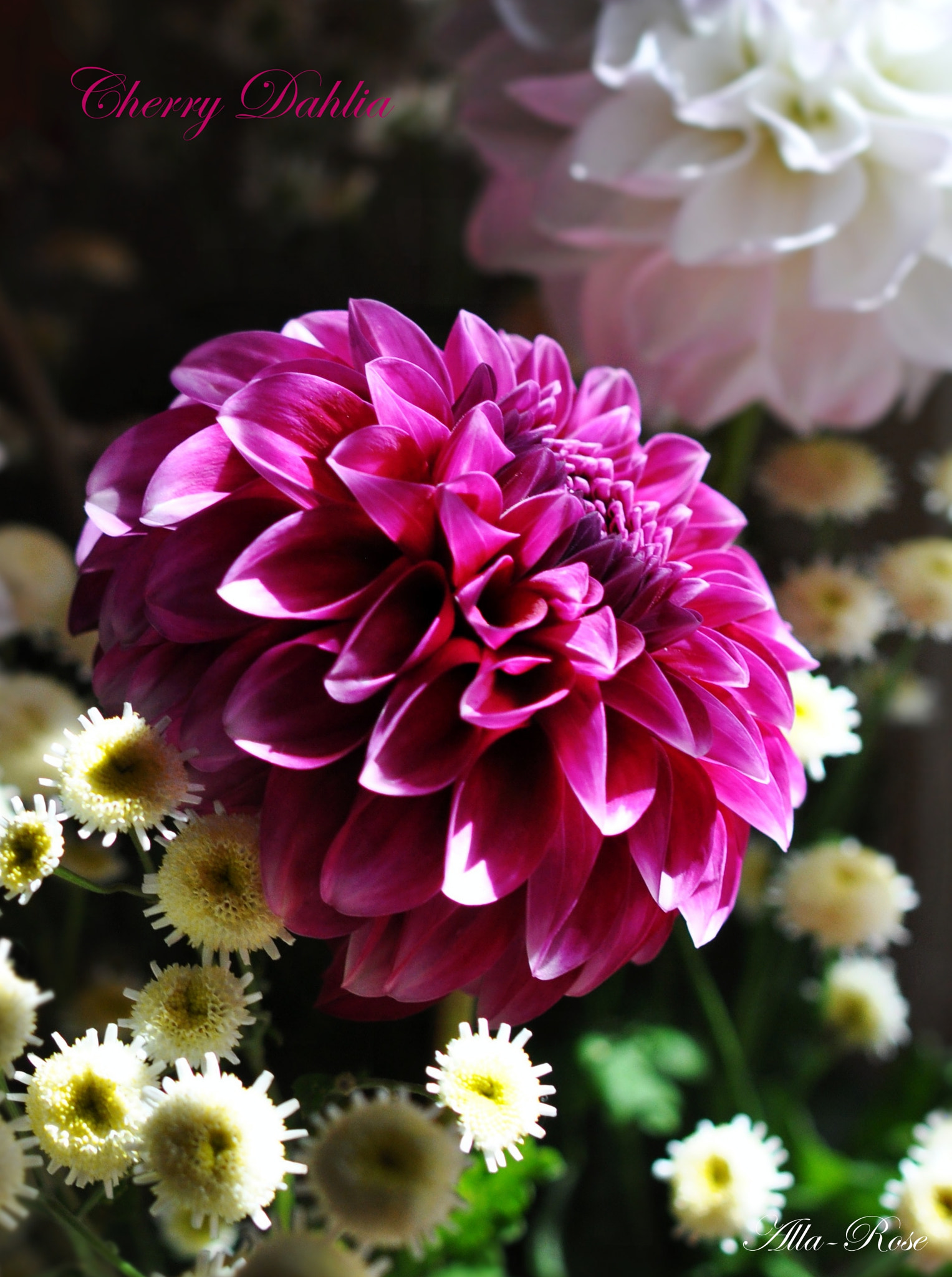 Nikon AF-S Micro-Nikkor 60mm F2.8G ED sample photo. () photography