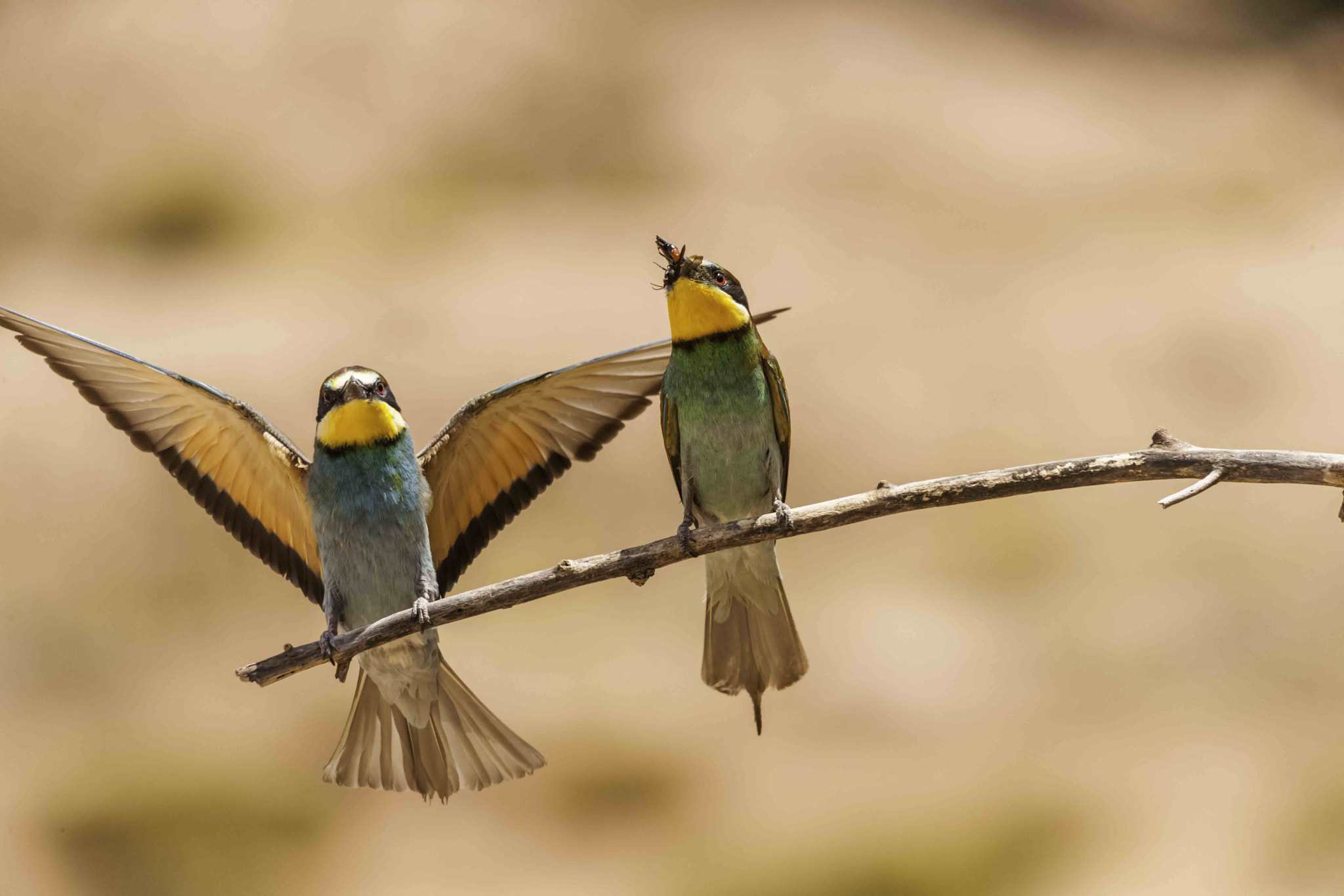 Canon EOS-1Ds Mark III + Sigma 150-600mm F5-6.3 DG OS HSM | S sample photo. Bee-eater photography