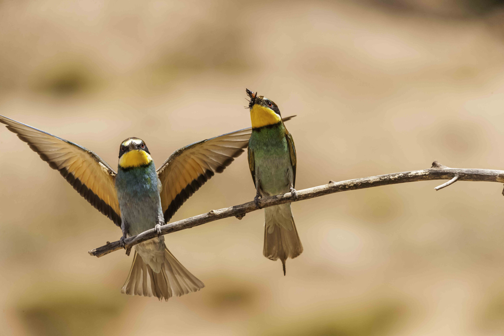 Canon EOS-1Ds Mark III sample photo. Bee-eater photography