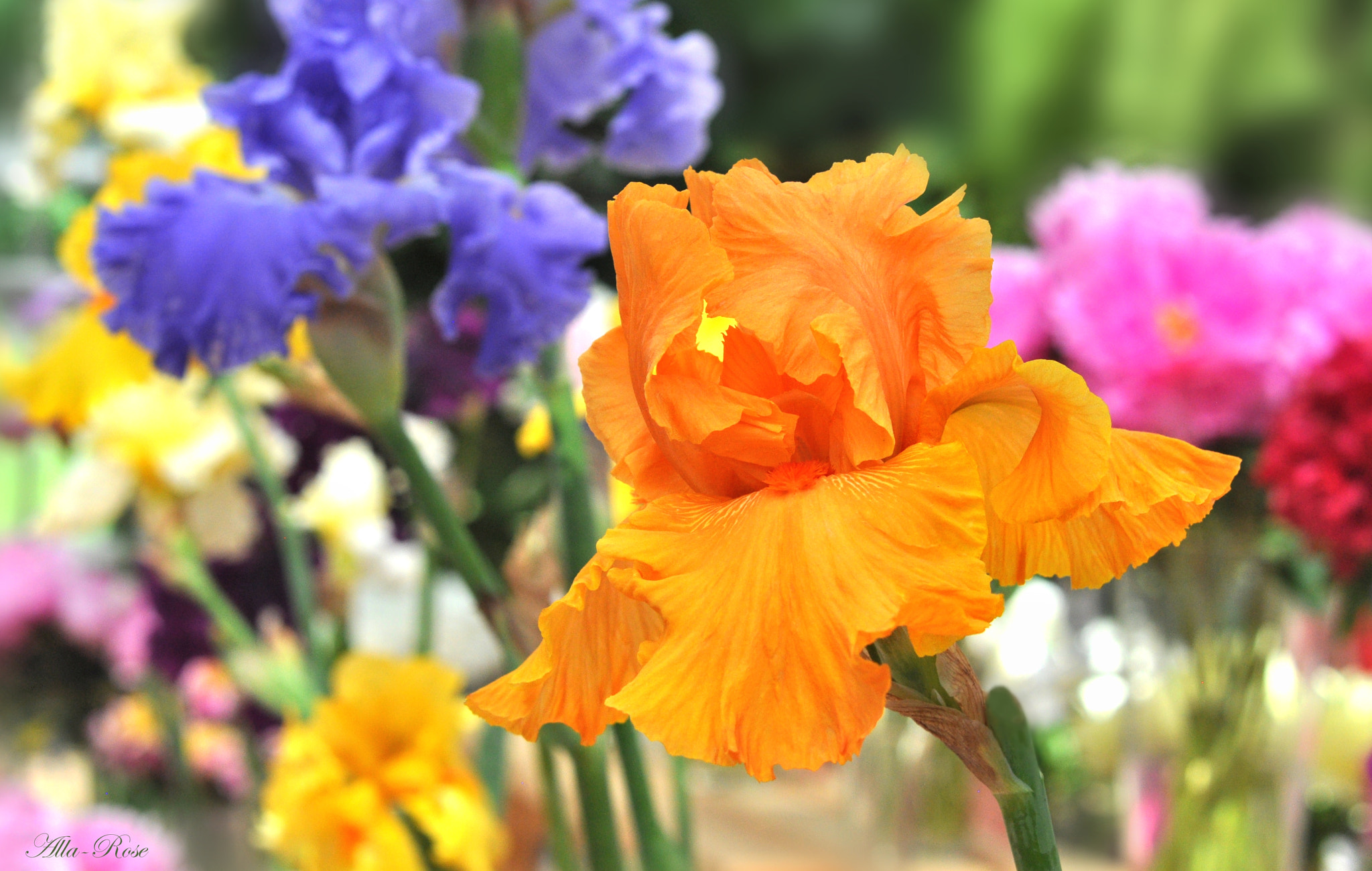 Nikon AF-S Micro-Nikkor 60mm F2.8G ED sample photo. () photography