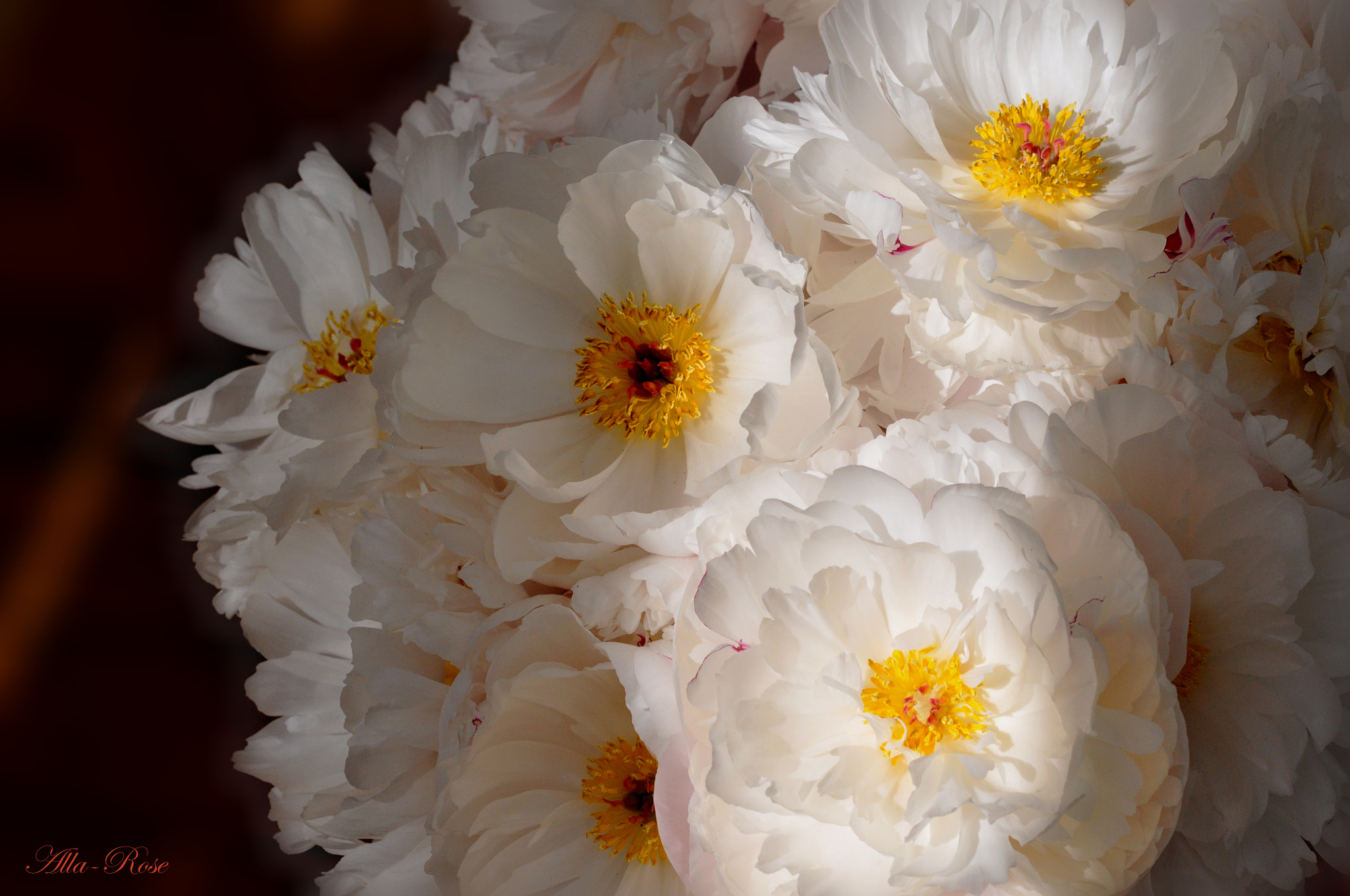Nikon AF-S Micro-Nikkor 60mm F2.8G ED sample photo. () photography