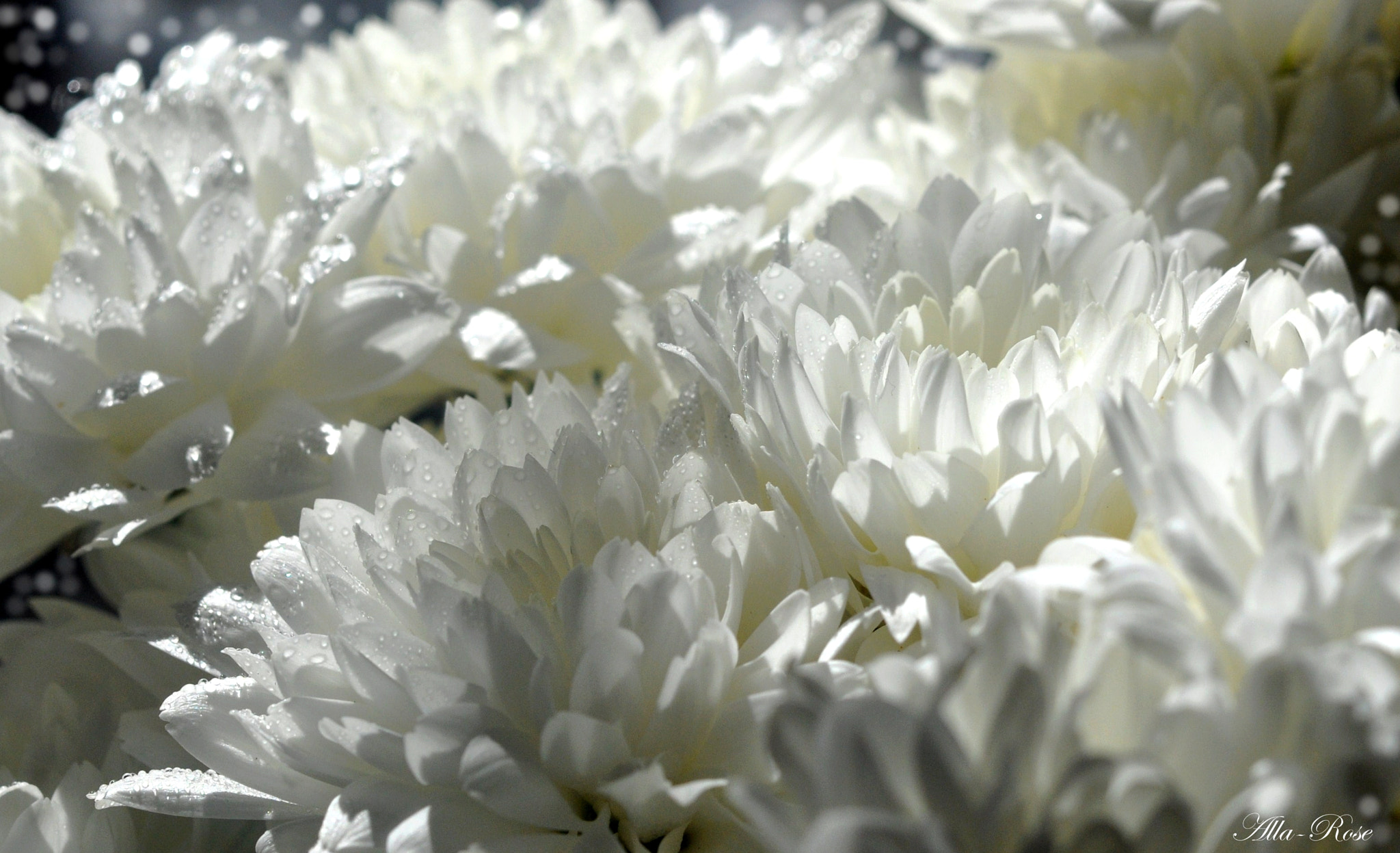 Nikon AF-S Micro-Nikkor 60mm F2.8G ED sample photo. Xnbsviyckhukxhympuzpfiofg= cac borig () photography
