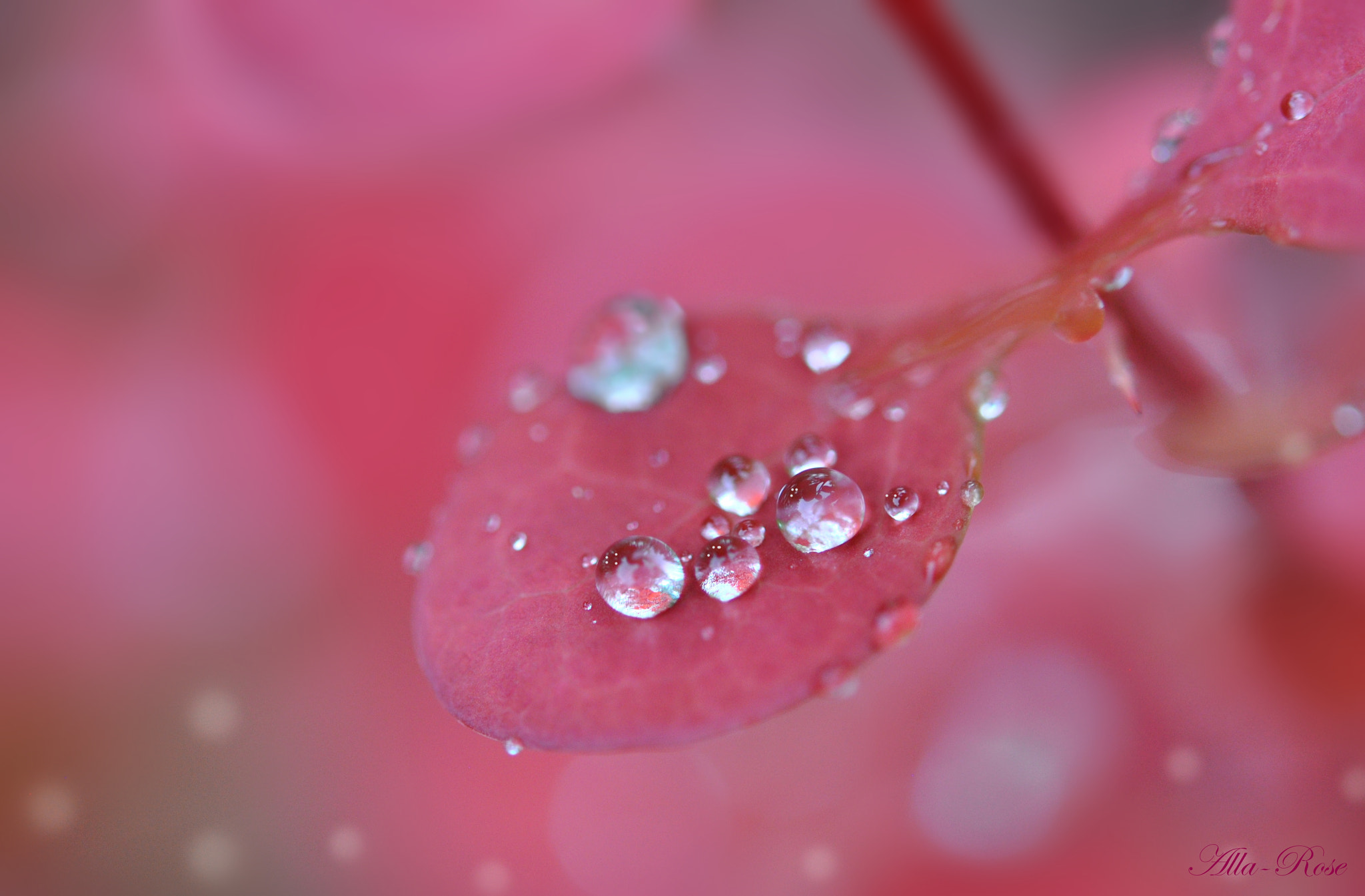 Nikon AF-S Micro-Nikkor 60mm F2.8G ED sample photo. () photography