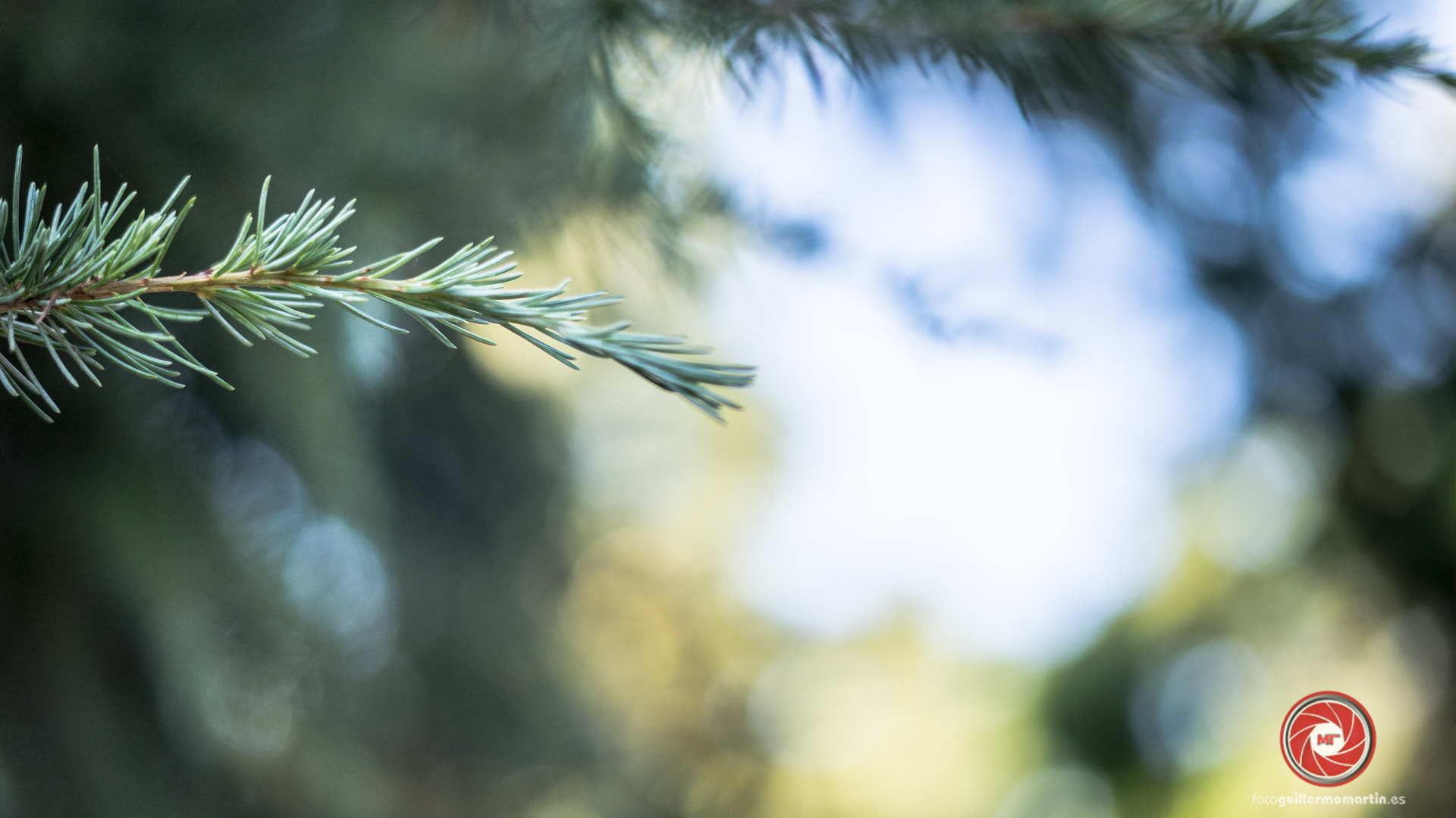 Sony a7R + Sony FE 50mm F1.8 sample photo. Pine photography
