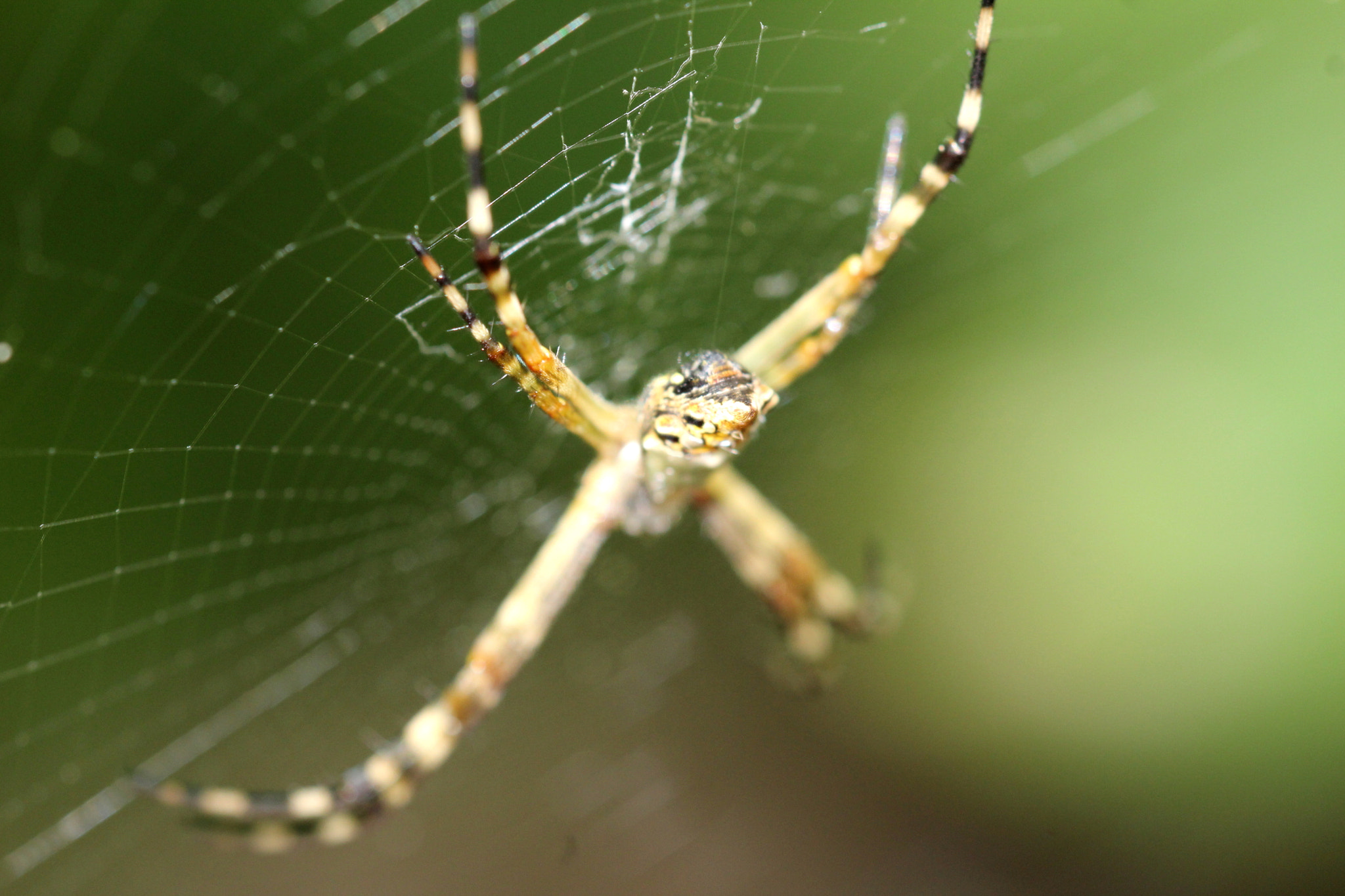 Sigma 150mm f/2.8 EX DG OS HSM APO Macro sample photo. Web photography