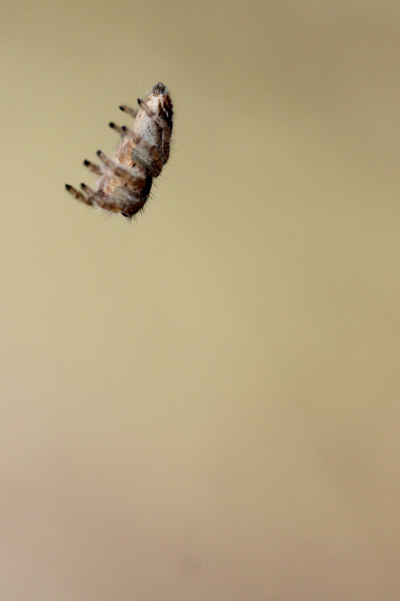 Sigma 150mm f/2.8 EX DG OS HSM APO Macro sample photo. The fall photography