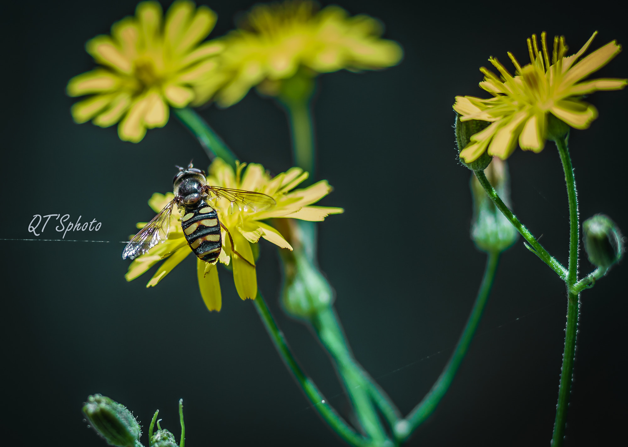 0mm F0 SAM sample photo. Copyright photography