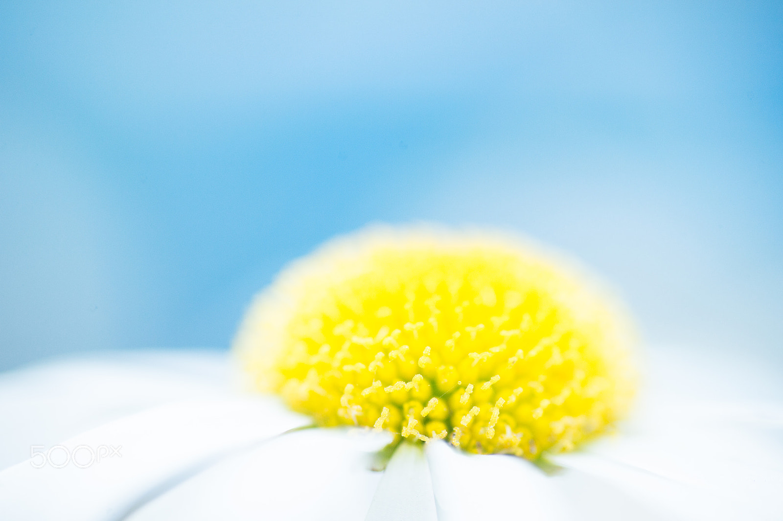 Nikon Df sample photo. Blue sky and i photography