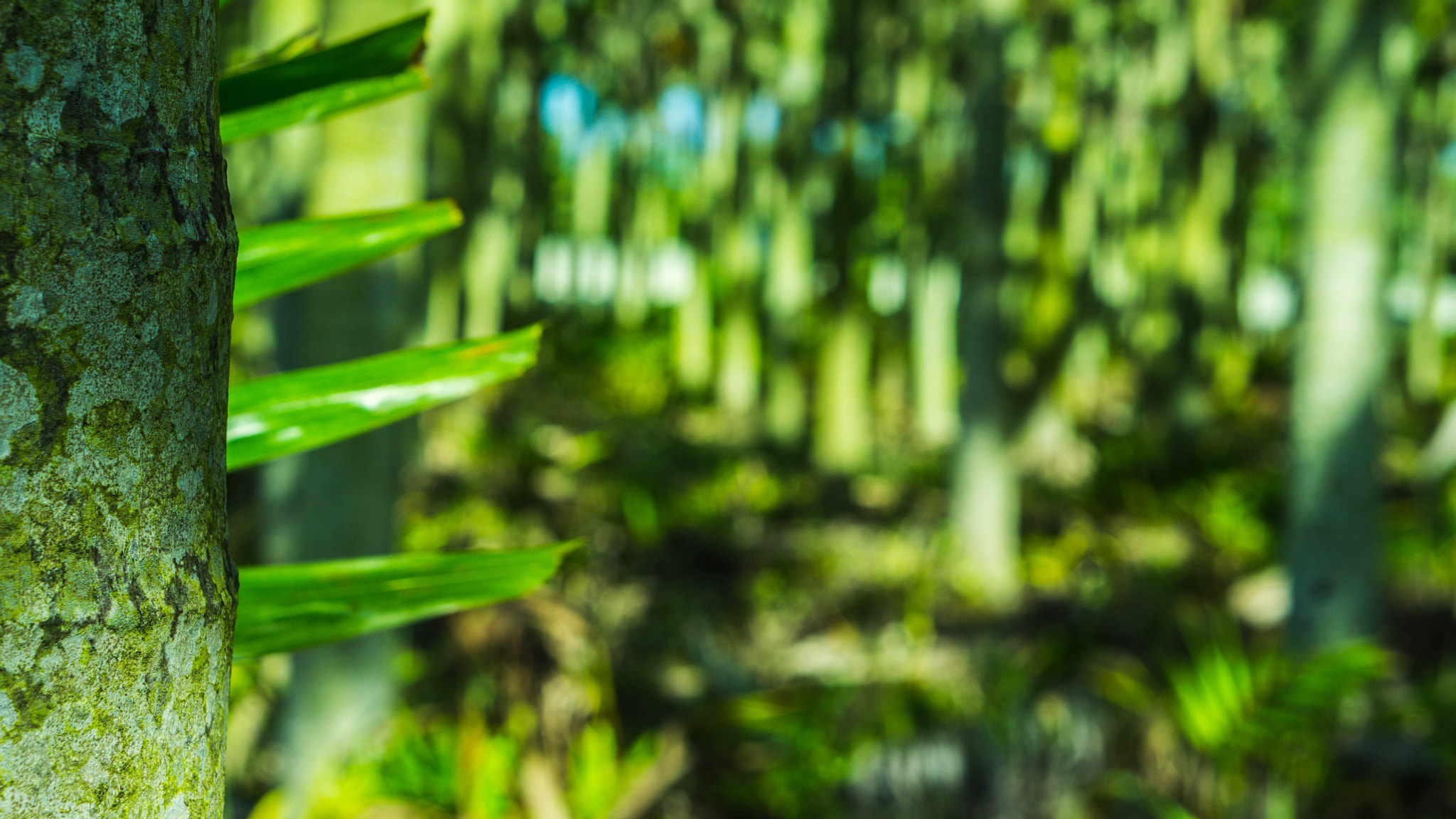 Sony a5100 + E 50mm F1.8 OSS sample photo. The jungle of my mind photography
