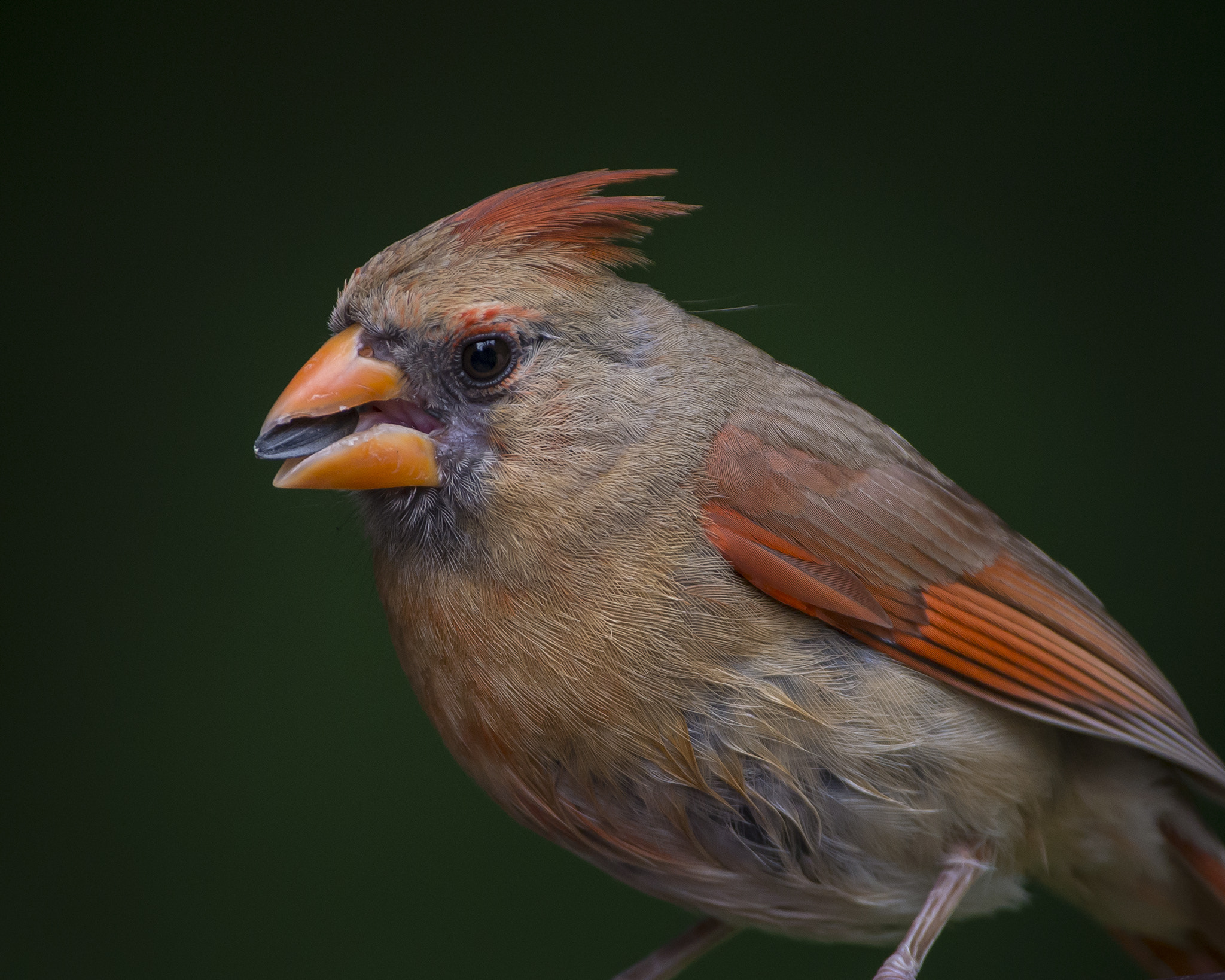 Sigma 500mm F4.5 EX DG HSM sample photo. Yes, i'm a pretty bird photography