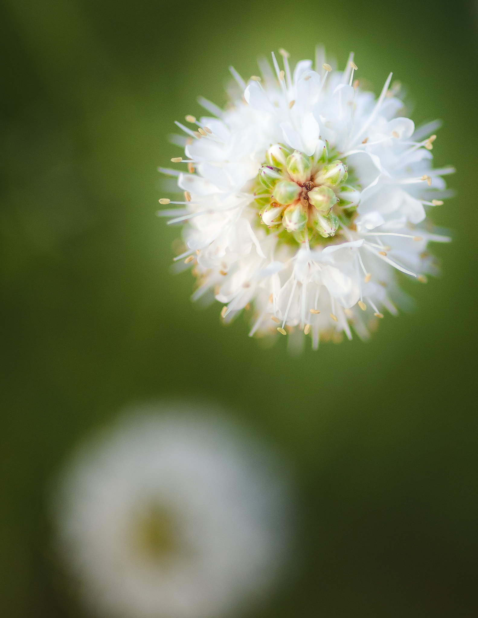 Nikon D7000 + Tamron SP 35mm F1.8 Di VC USD sample photo. White prairie clover photography