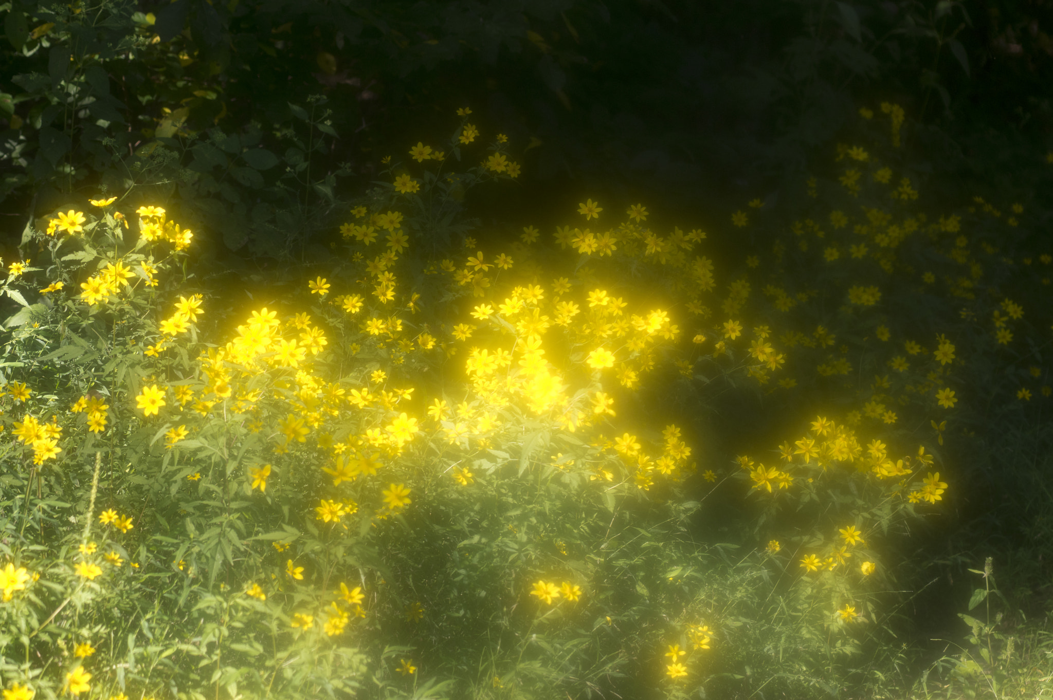 Pentax K-3 + Pentax smc DA* 55mm F1.4 SDM sample photo. Foggy flowers photography