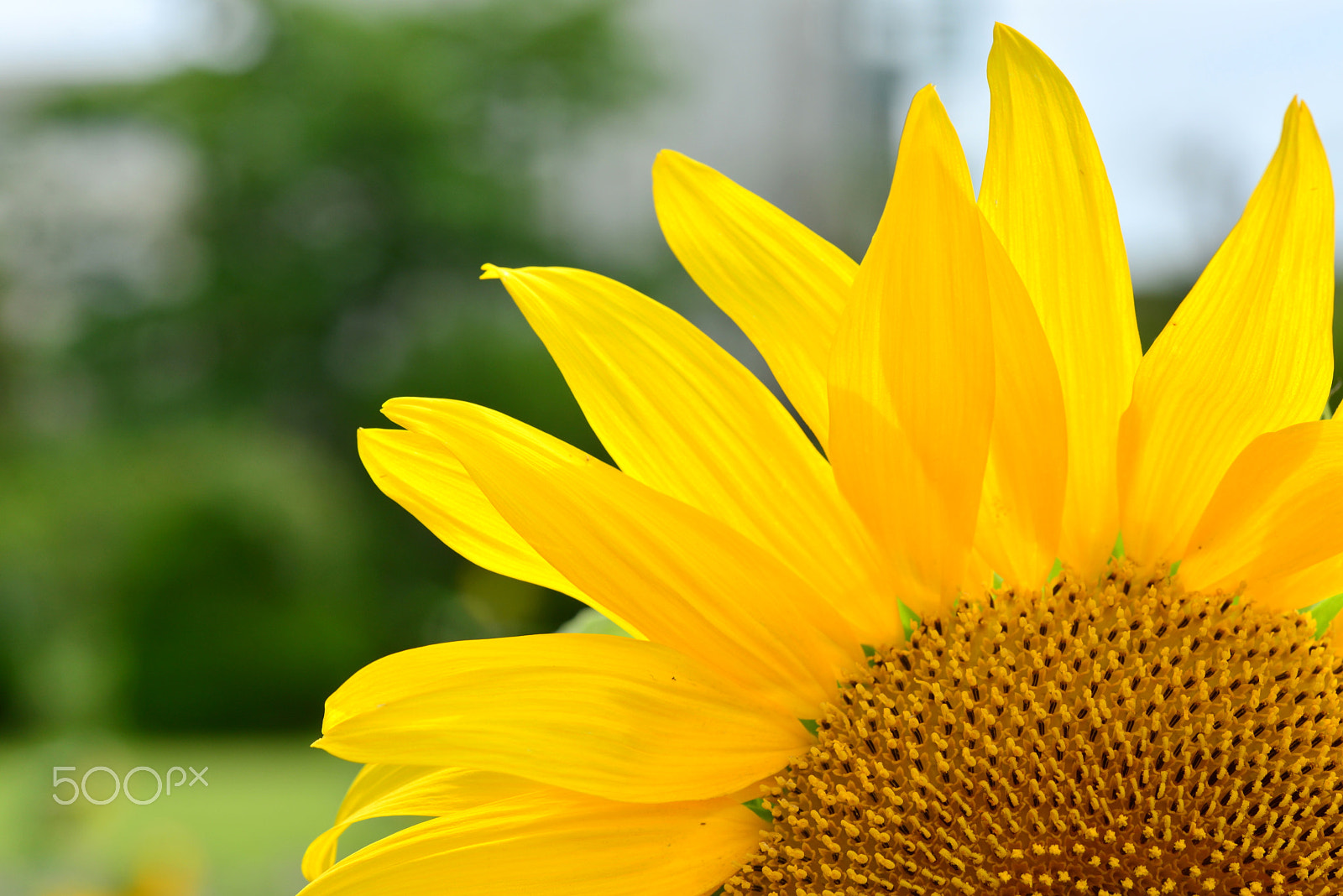 Nikon D600 sample photo. Sun by and by photography