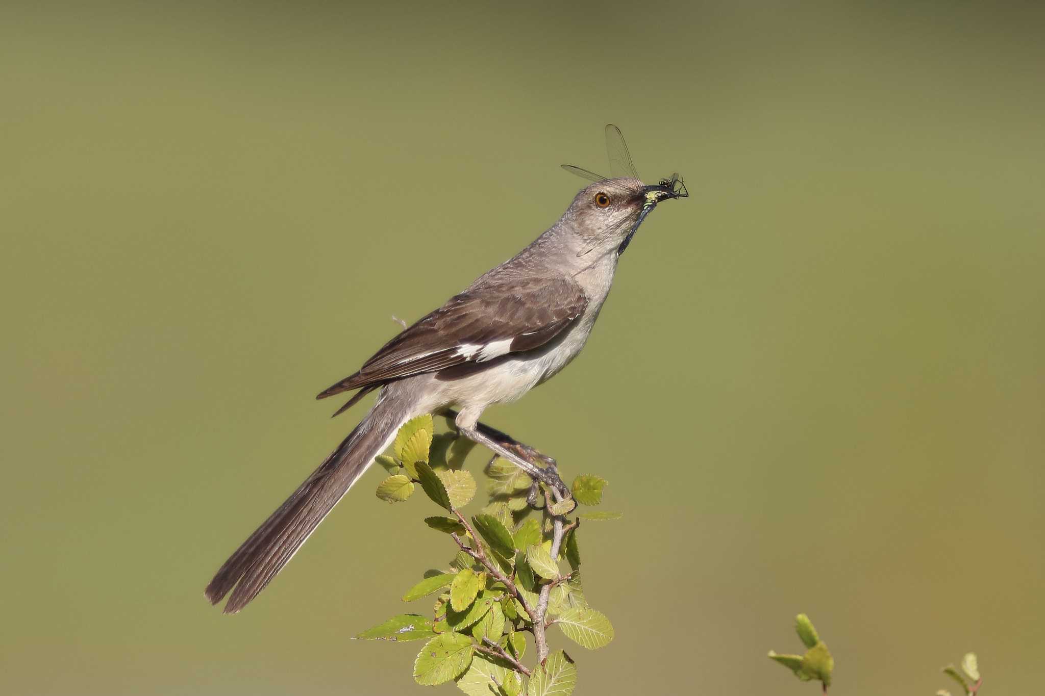 Canon EF 200mm F2L IS USM sample photo. Northern mockingbird photography