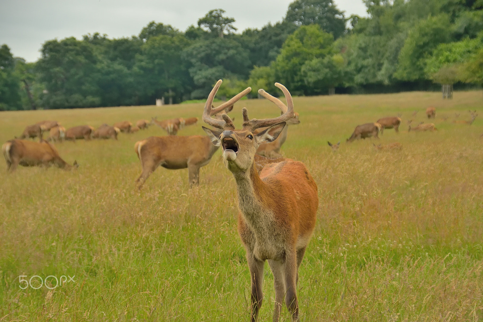 Sigma 18-200mm F3.5-6.3 DC OS HSM sample photo. Deer at richmond park photography