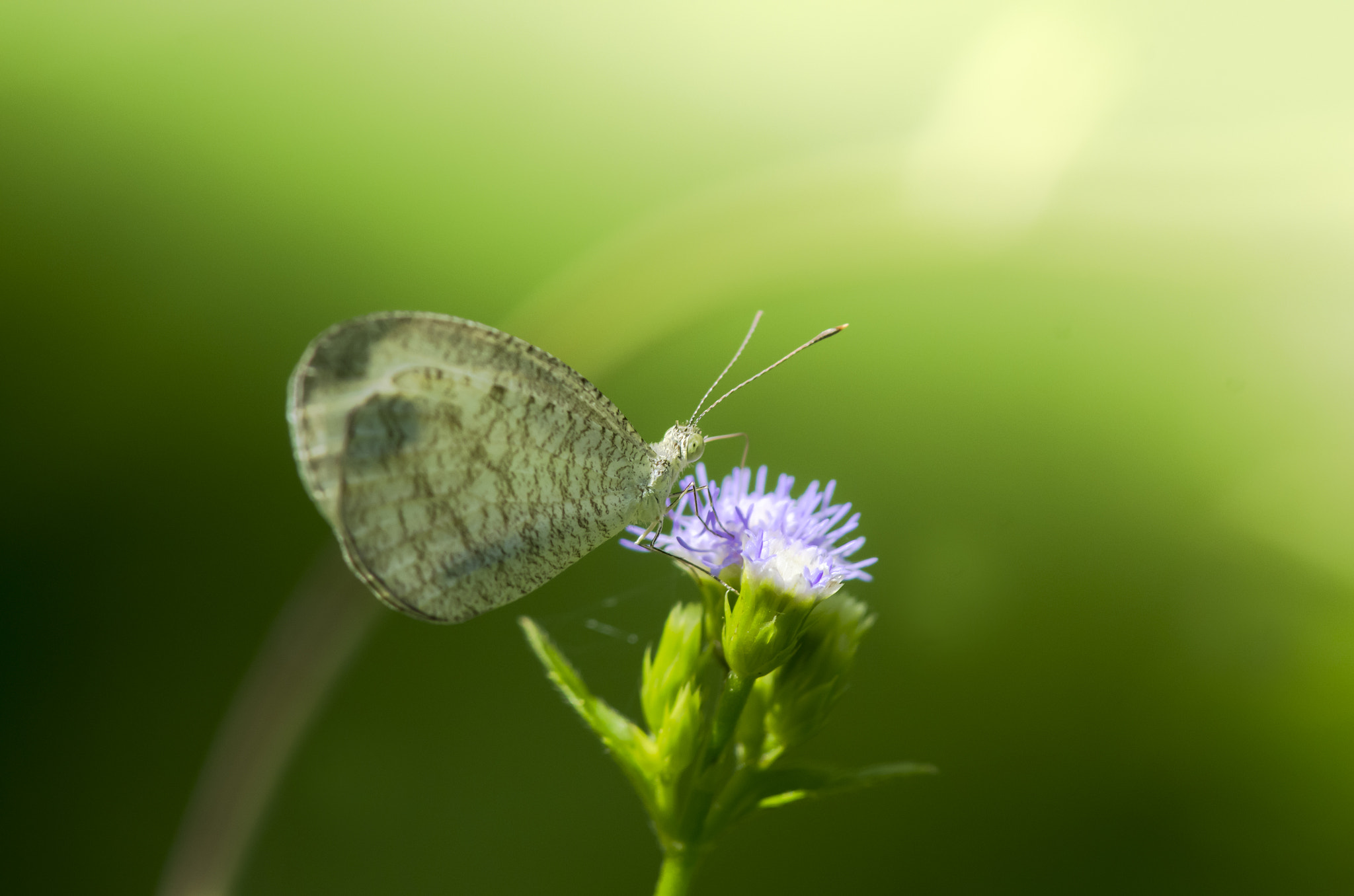 Pentax K-5 sample photo. Little butterfly photography