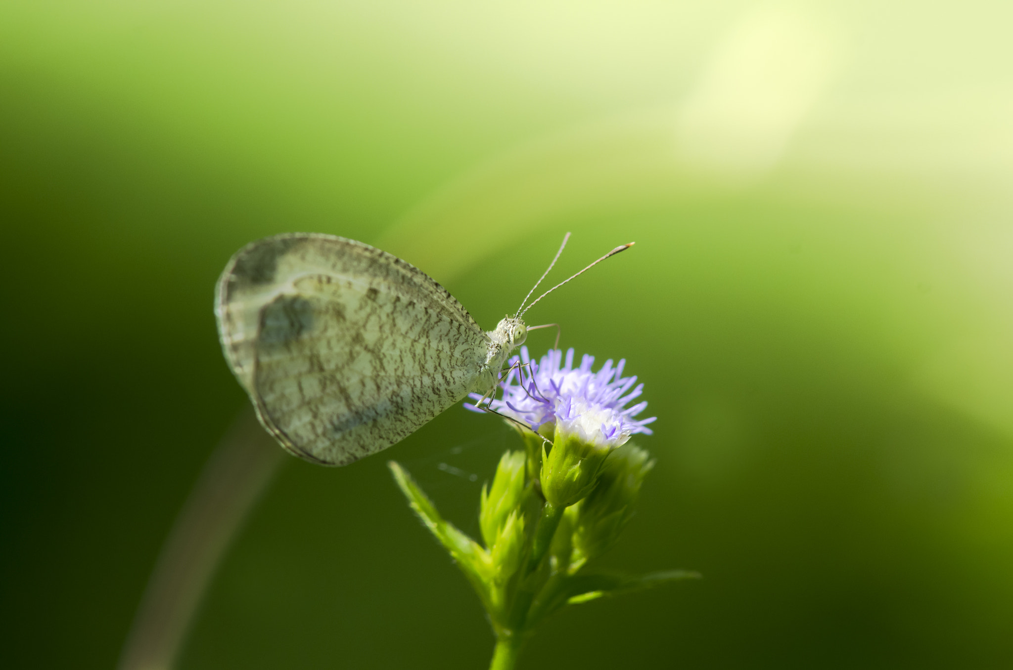 Pentax K-5 + smc PENTAX-F* 300mm F4.5 ED[IF] sample photo. Little butterfly photography