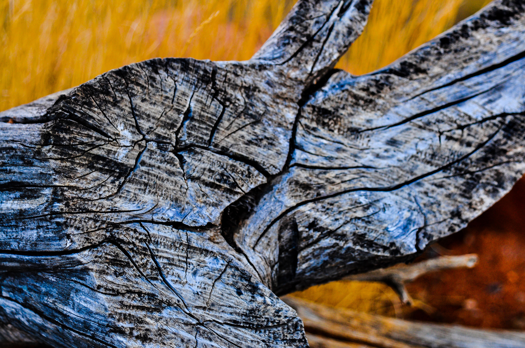 AF Zoom-Nikkor 24-120mm f/3.5-5.6D IF sample photo. Stumpy photography