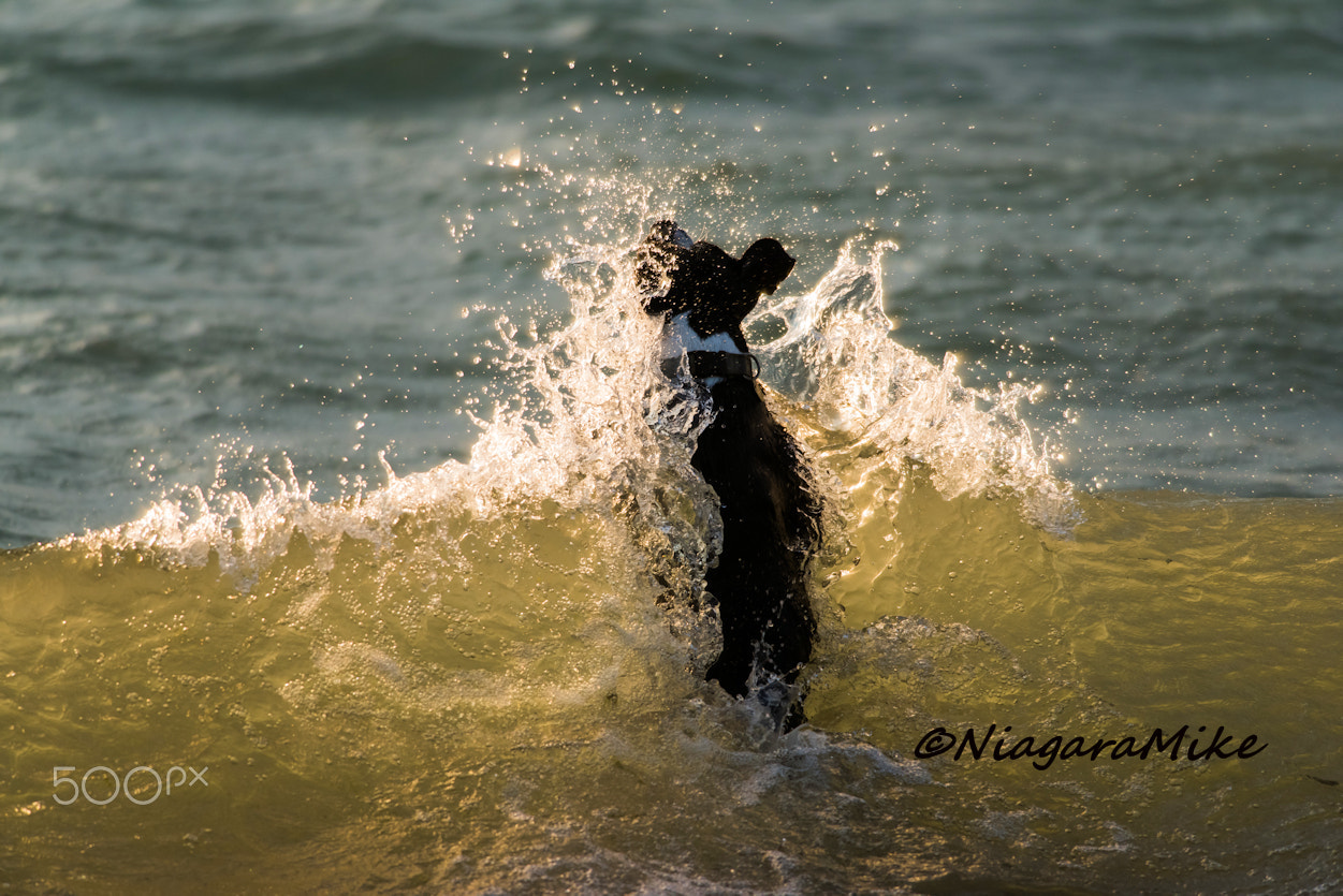 Nikon D810 + Nikon AF-S Nikkor 300mm F4D ED-IF sample photo. Layla the surf-shredding dog photography