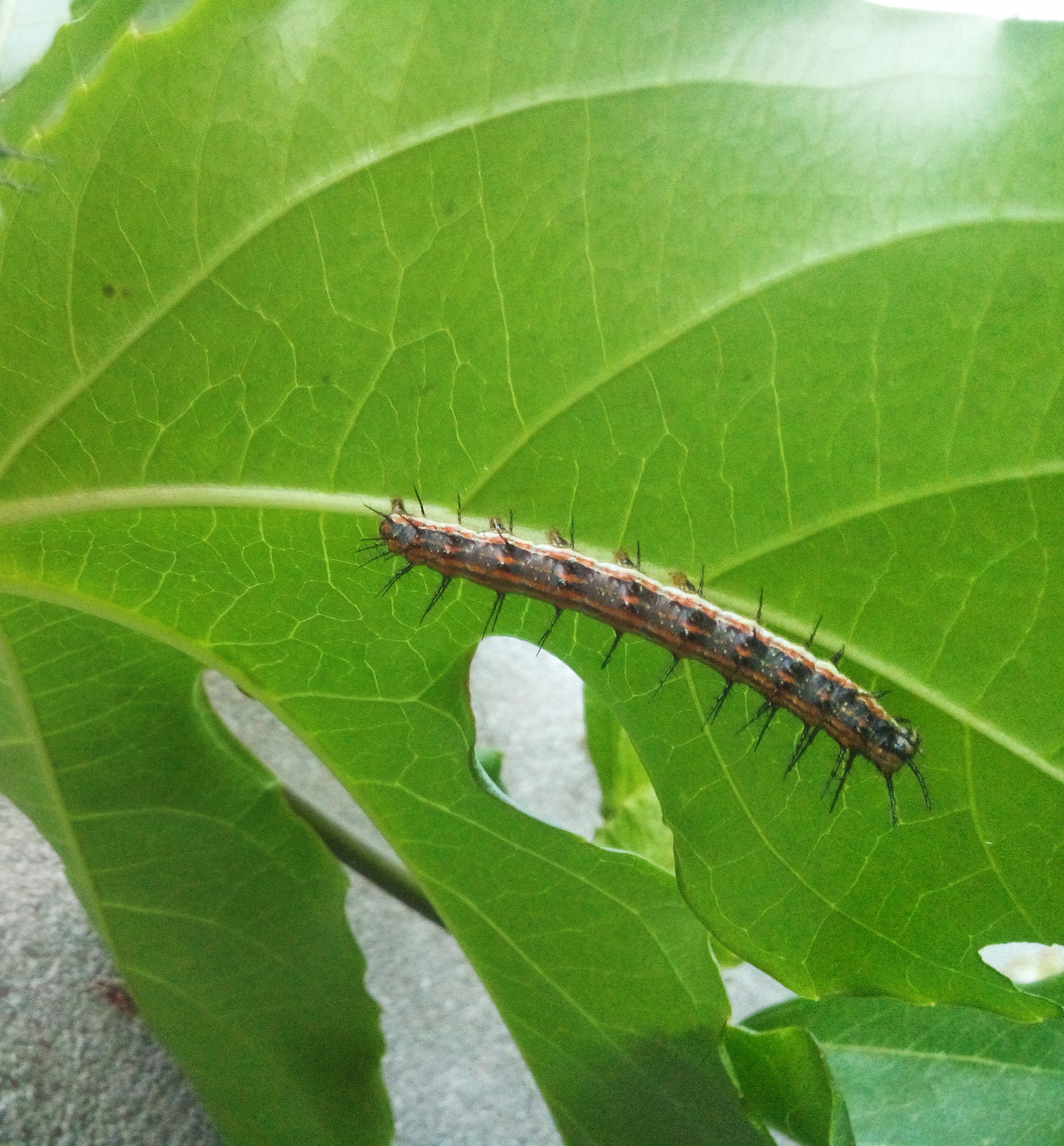 LG L Bello sample photo. Natureza 2/3 photography