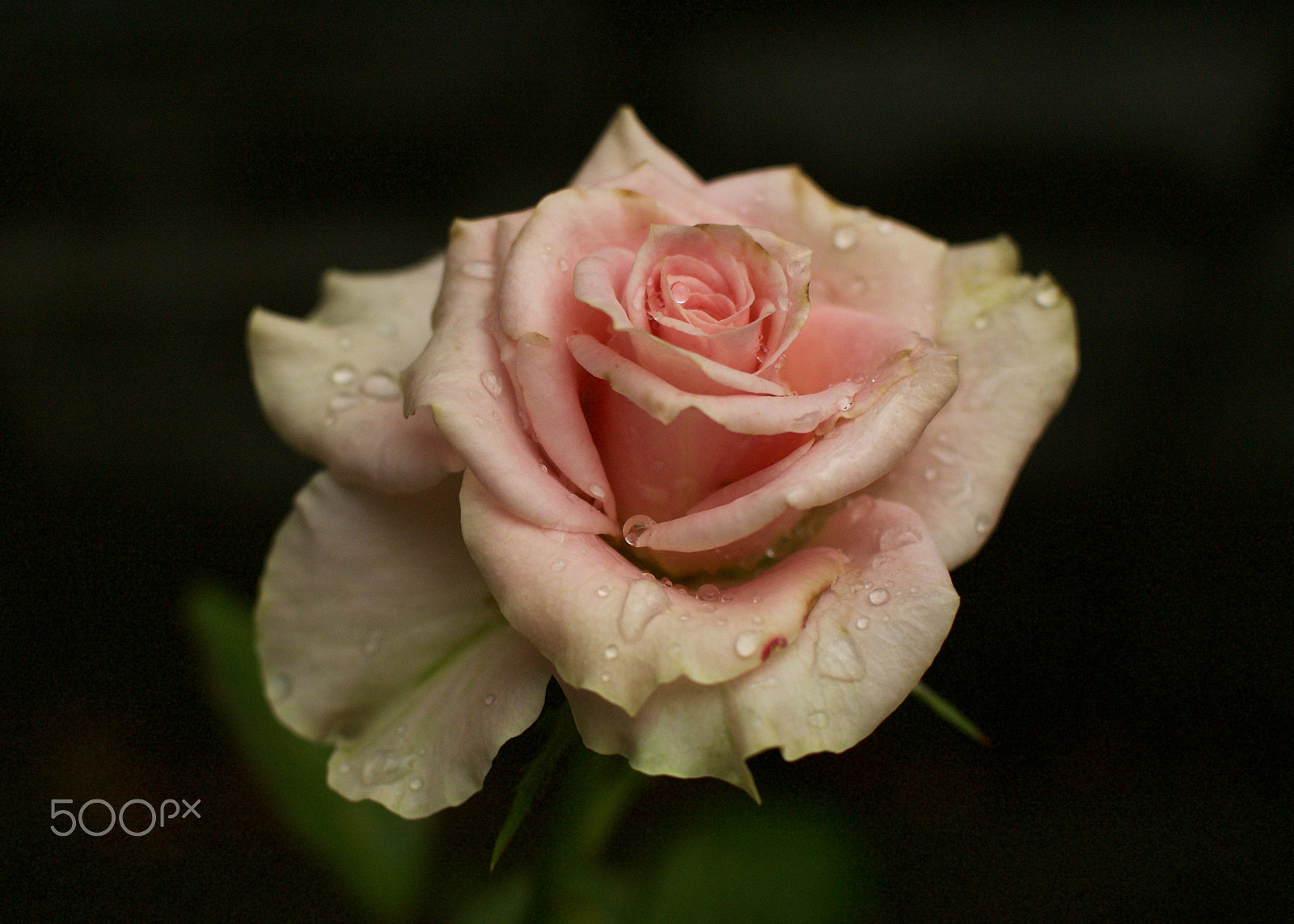 Nikon 1 J2 sample photo. Summer rose photography