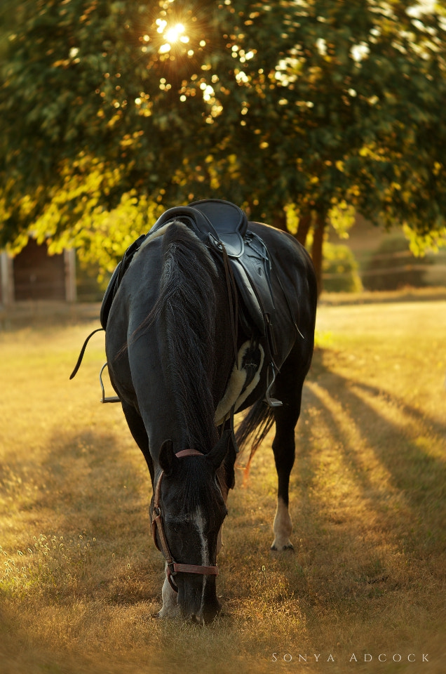 Nikon D700 + Nikon AF Nikkor 105mm F2D DC sample photo. Majestic photography