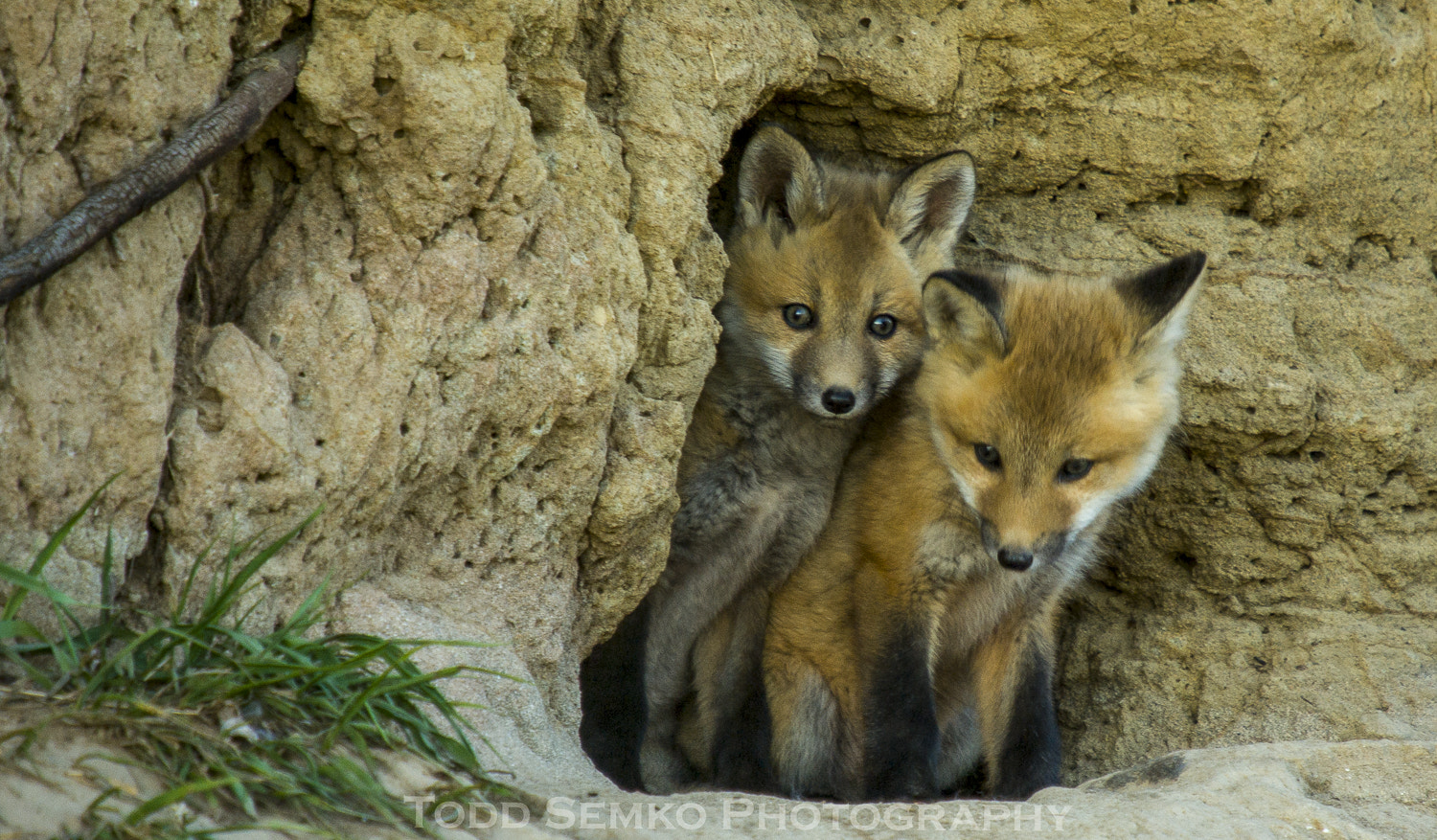 Pentax K10D + Sigma sample photo. Baby fox brothers photography