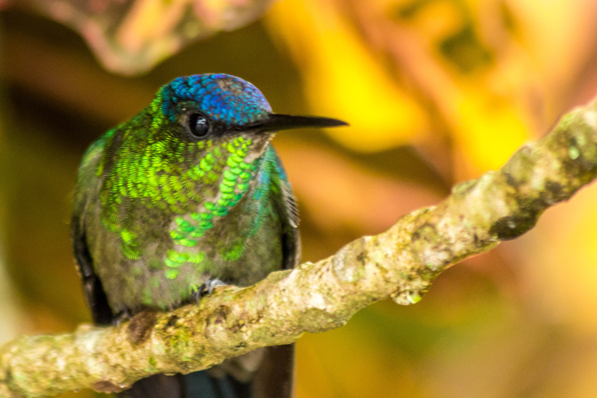 Canon EF 70-300mm F4-5.6 IS USM sample photo. Beija-flor de fronte violeta photography