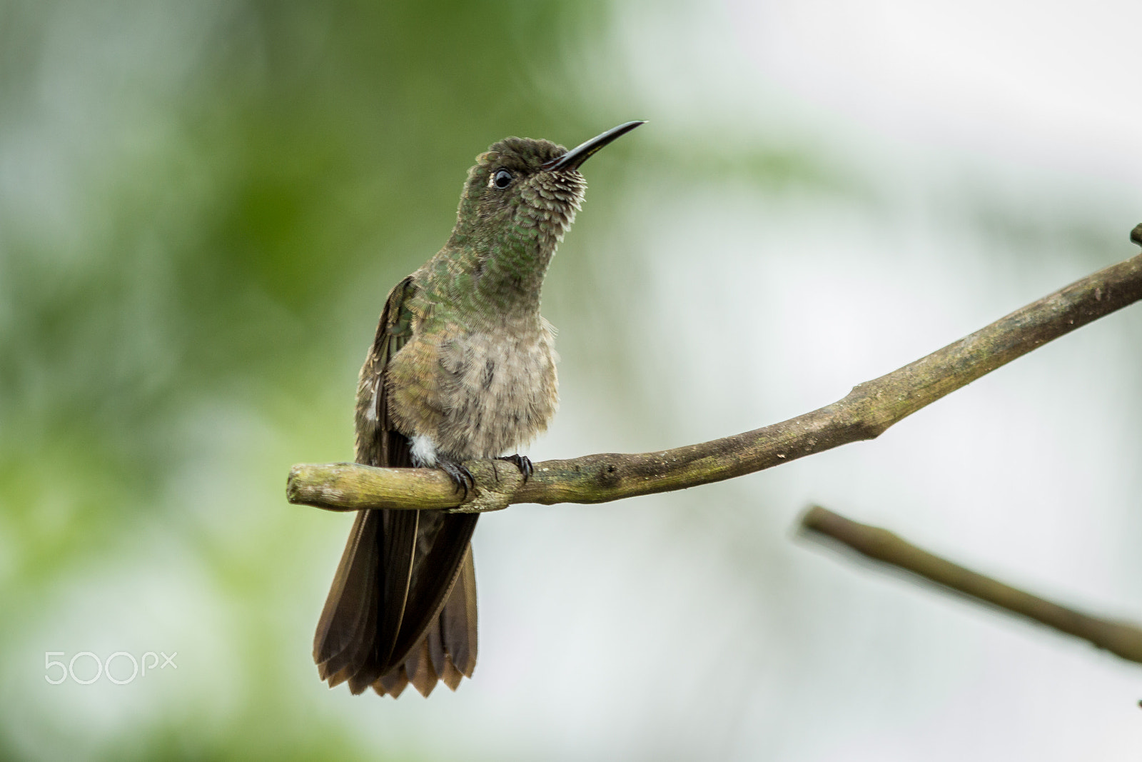 Canon EF 70-300mm F4-5.6 IS USM sample photo. Beija-flor cinza photography